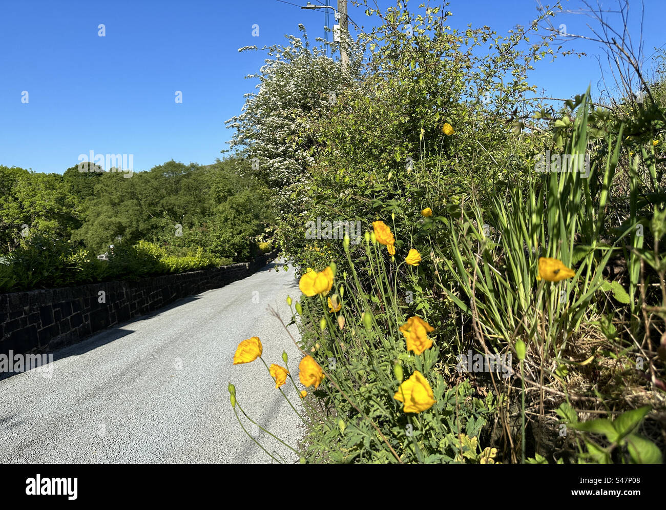 Wilde Blumen, die am Straßenrand wachsen, auf der Lumbutts Road, mit Bäumen in der Ferne in Todmorden, Großbritannien Stockfoto