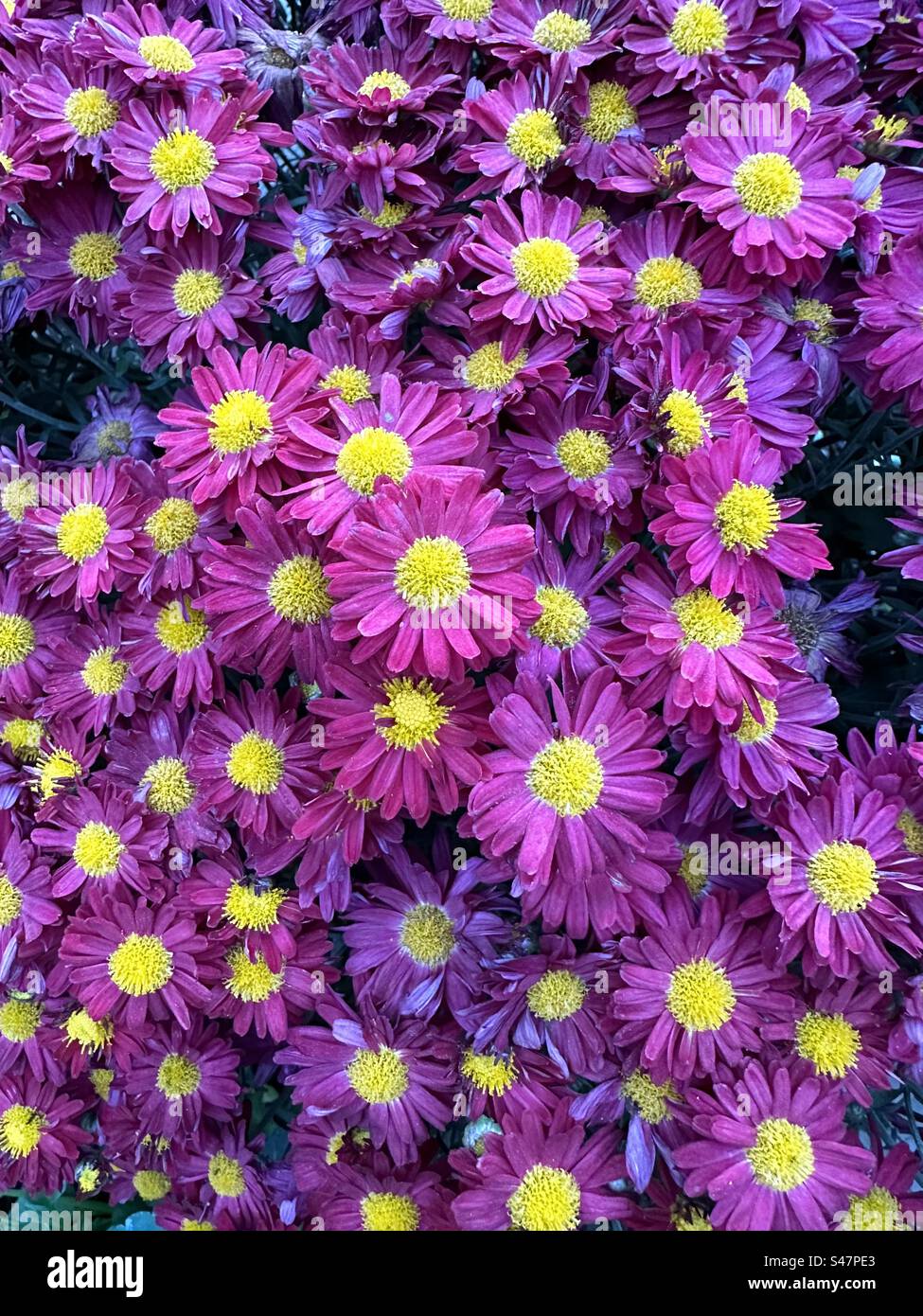 Blumen Stockfoto