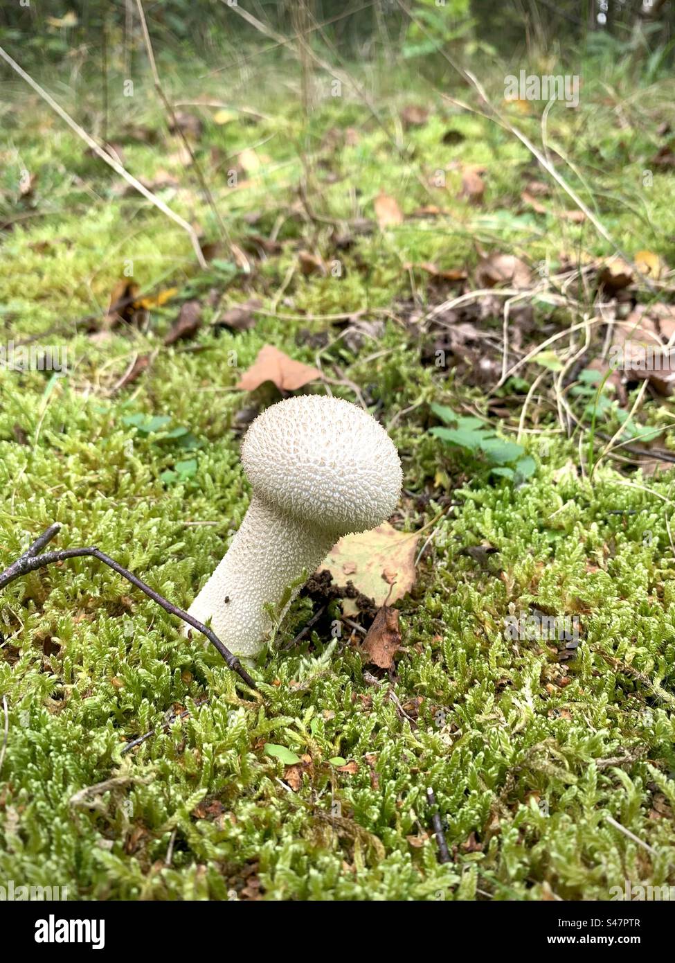 Pilz in freier Wildbahn Stockfoto