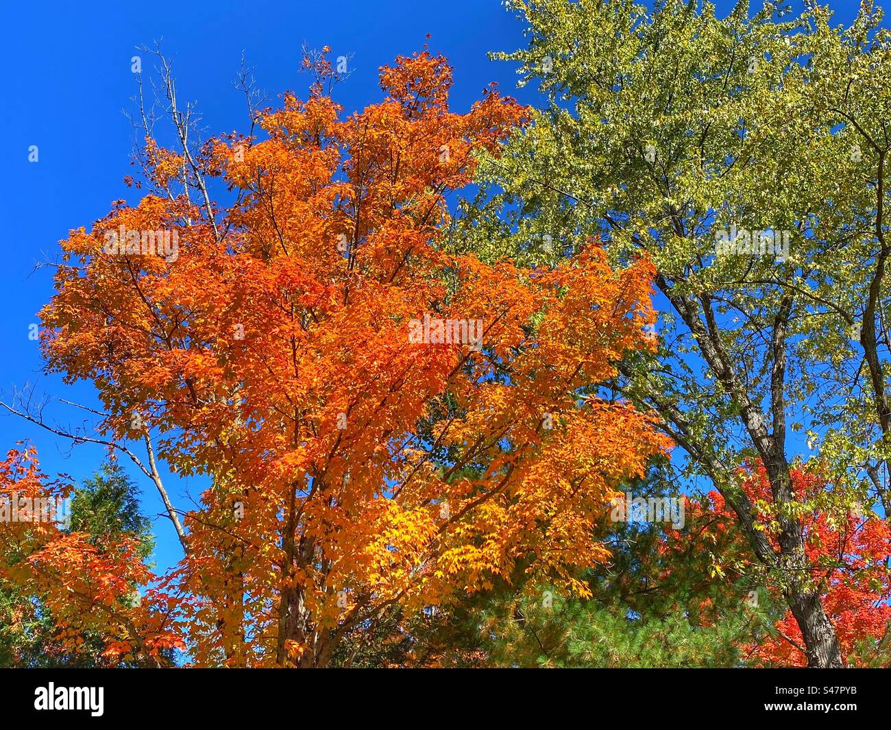 Wunderschöne orange-grüne Blätter im Herbst in New Hampshire Stockfoto