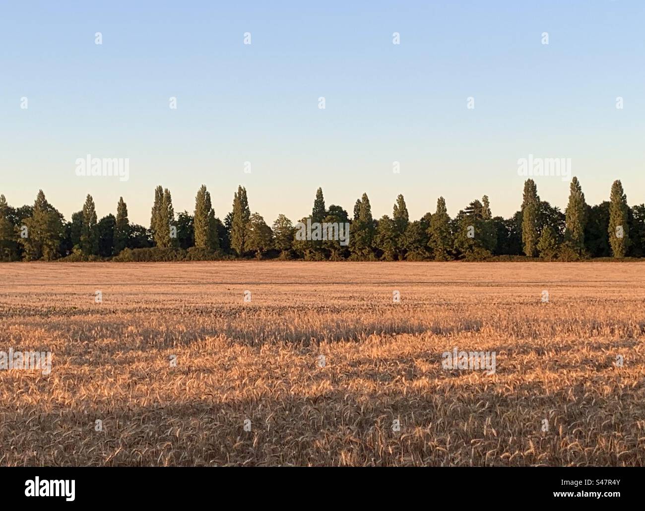 Warmes Abendsonnenlicht auf dem Maisfeld - Smartphone-aufgenommenes Stockfoto