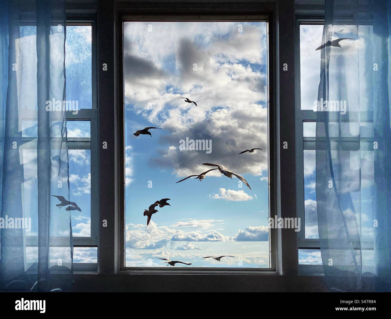 Blick auf Möwen, die vor einem Bildfenster fliegen - Smartphone-aufgenommenes Stockfoto