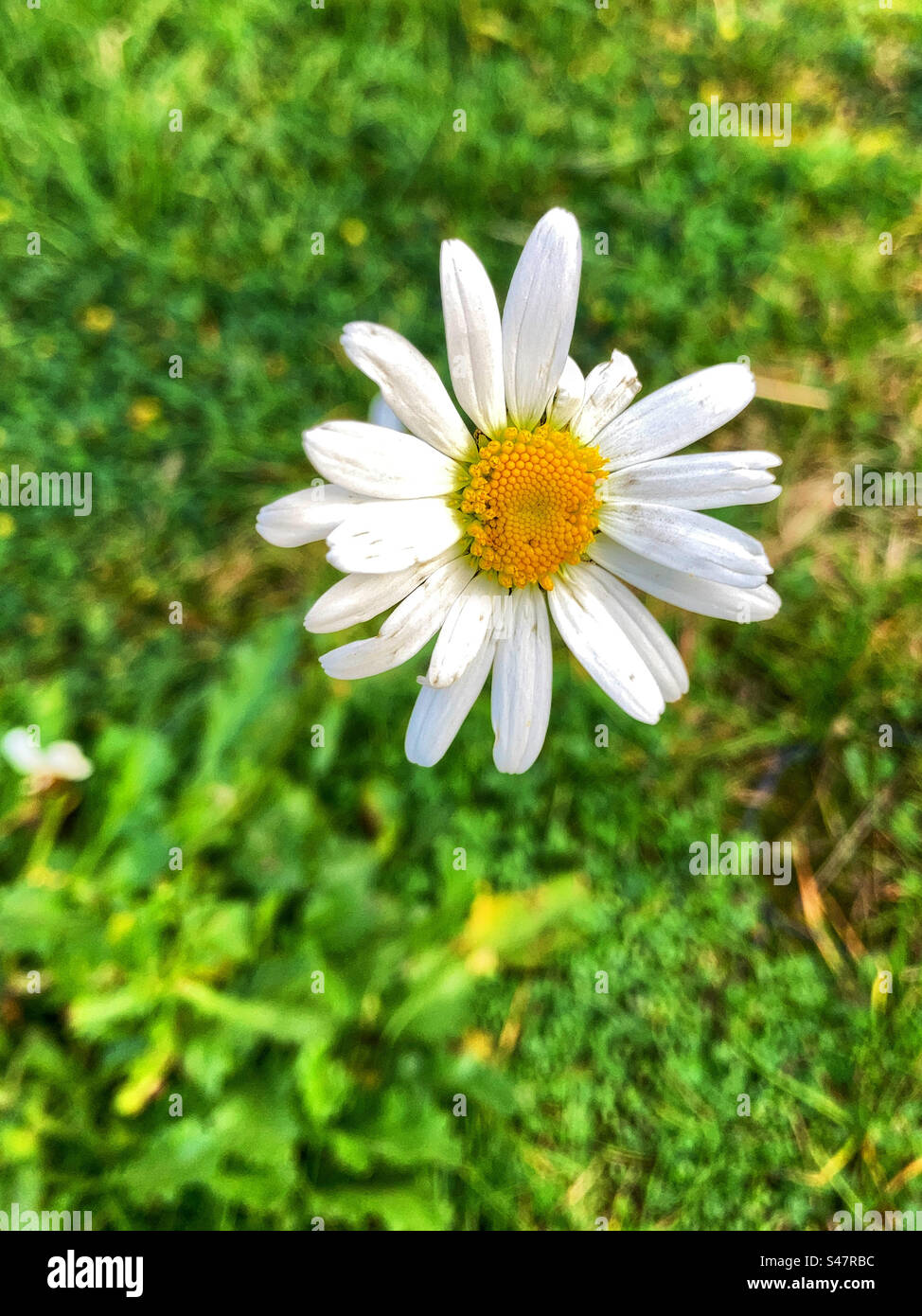 White Daisy Stockfoto