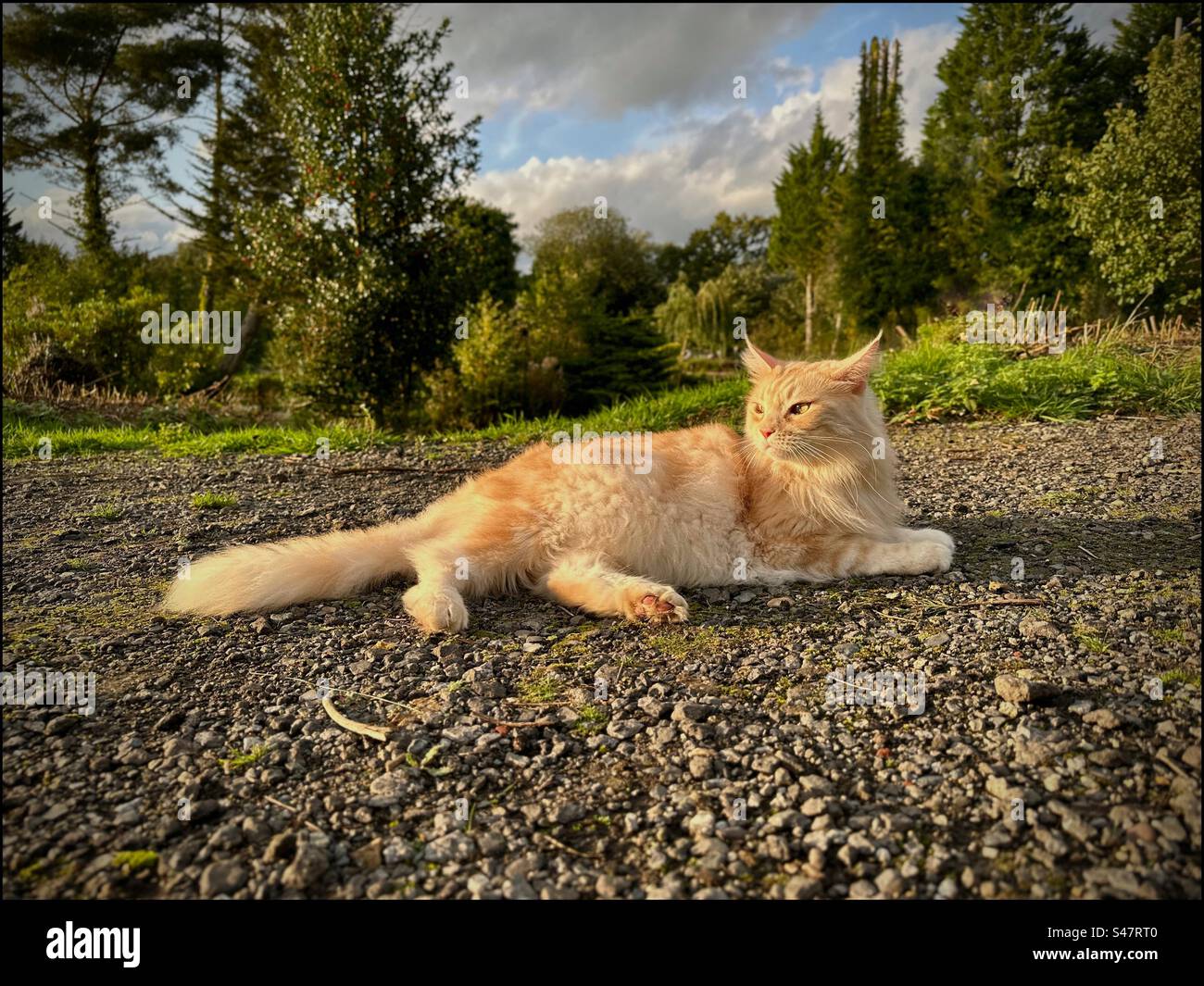 Mainecoon Katze draußen bei nachmittags herbstlicher Sonne Stockfoto