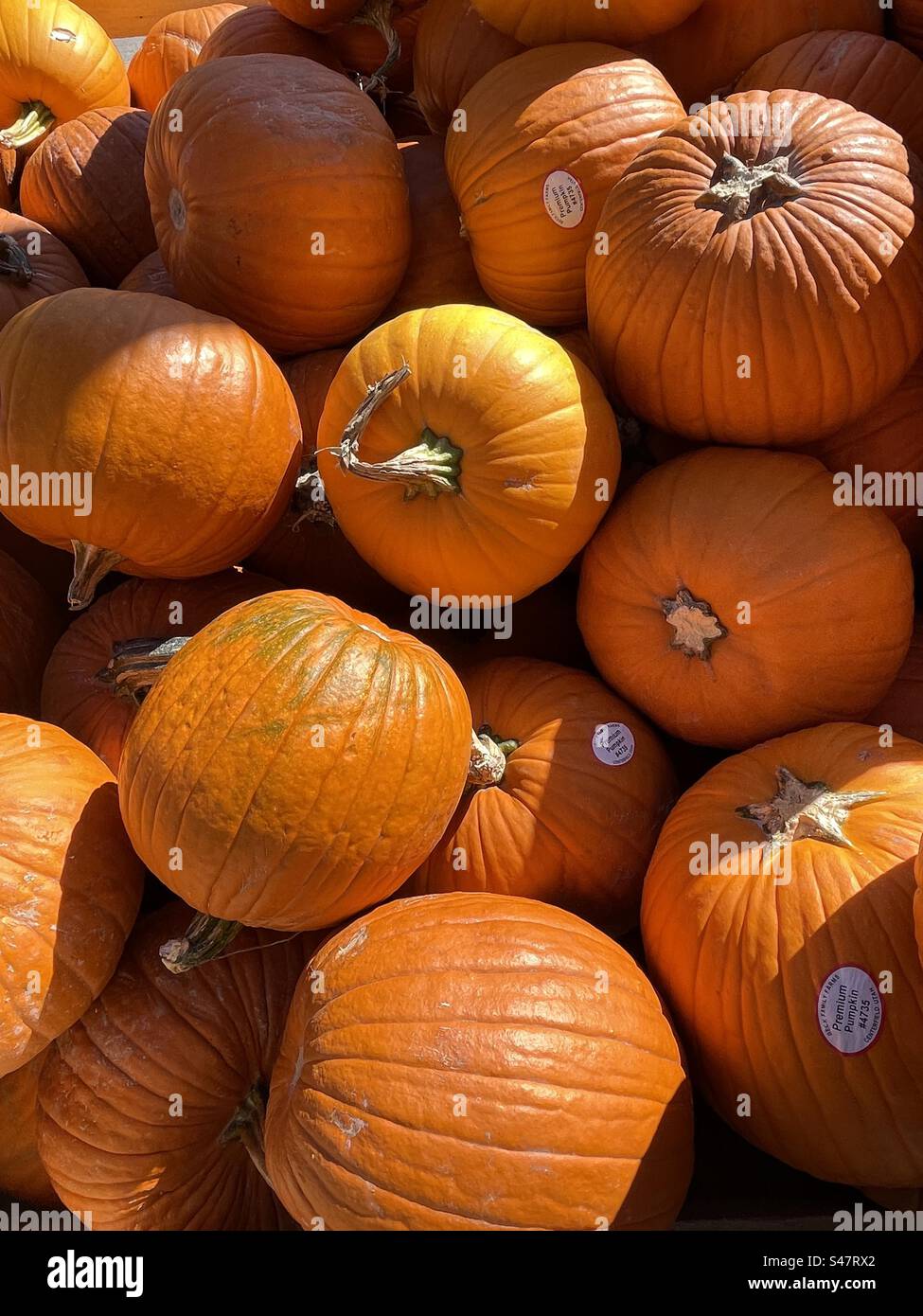 Kürbisse zum Verkauf in Utah, USA. Frische landwirtschaftliche Produkte, die vor Ort auf lokalen Farmen in Utah angebaut und geerntet werden, gerade rechtzeitig zu Halloween. - Smartphone-aufgenommenes Stockfoto