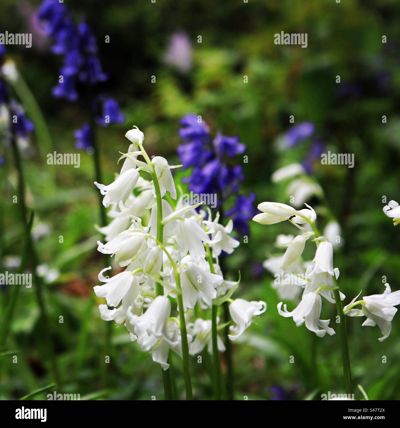 Weiße und blaue englische Blauglocken Stockfoto