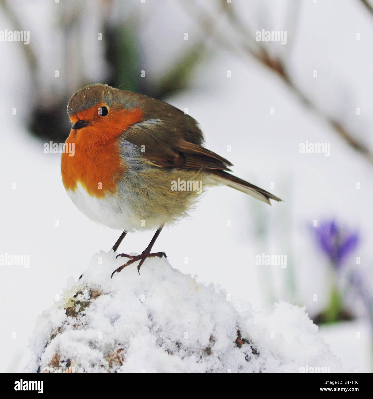 Robin Rothood in der Schneelandschaft Stockfoto