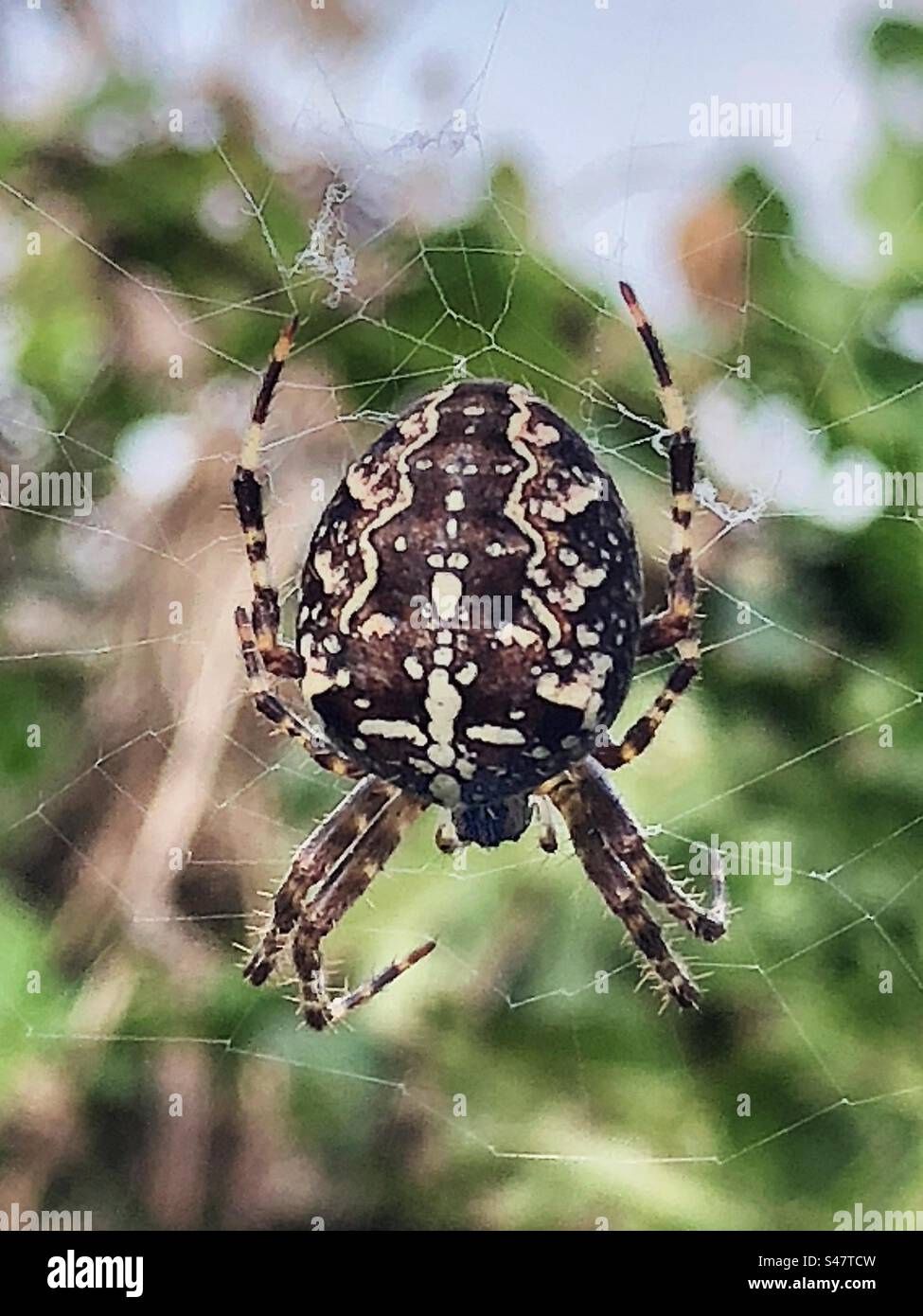 Gartenspinne (Araneus diadematus), die im Oktober auf dem Netz ruht und auf Beute wartet, im Hub Playing Fields Bishopstoke Hampshire Vereinigtes Königreich Stockfoto