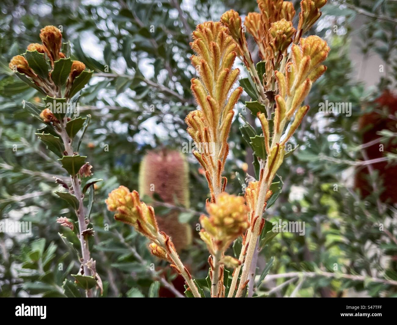 Nahaufnahme von gelben Blütenknospen und roten Kegelblüten von Banksia praemorsa/geschnittenem Blatt Banksia Strauch, einer australischen einheimischen Pflanze im Frühling. Fokus auf den Vordergrund. Stockfoto