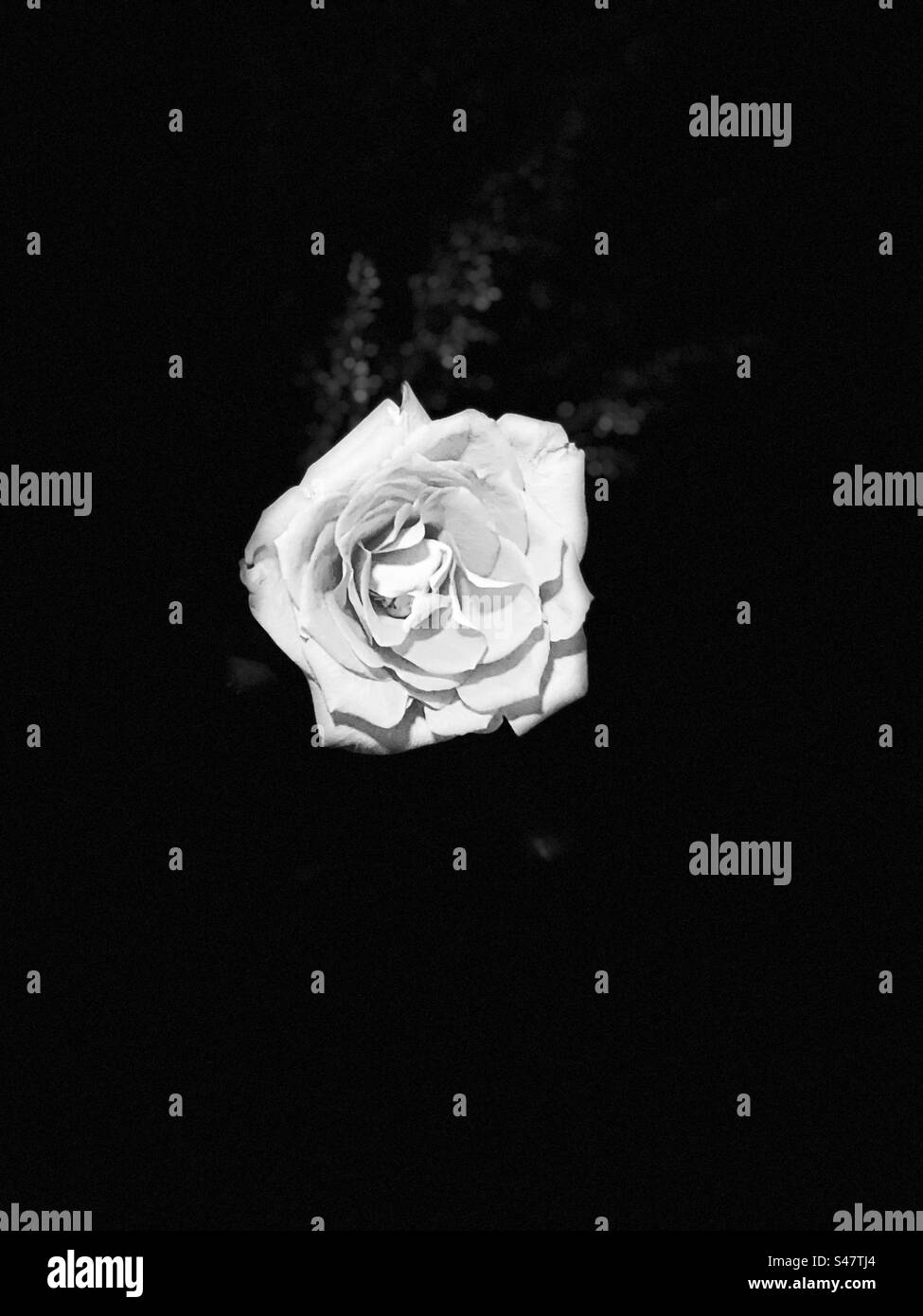 Blütenblätter im Dunkeln Stockfoto
