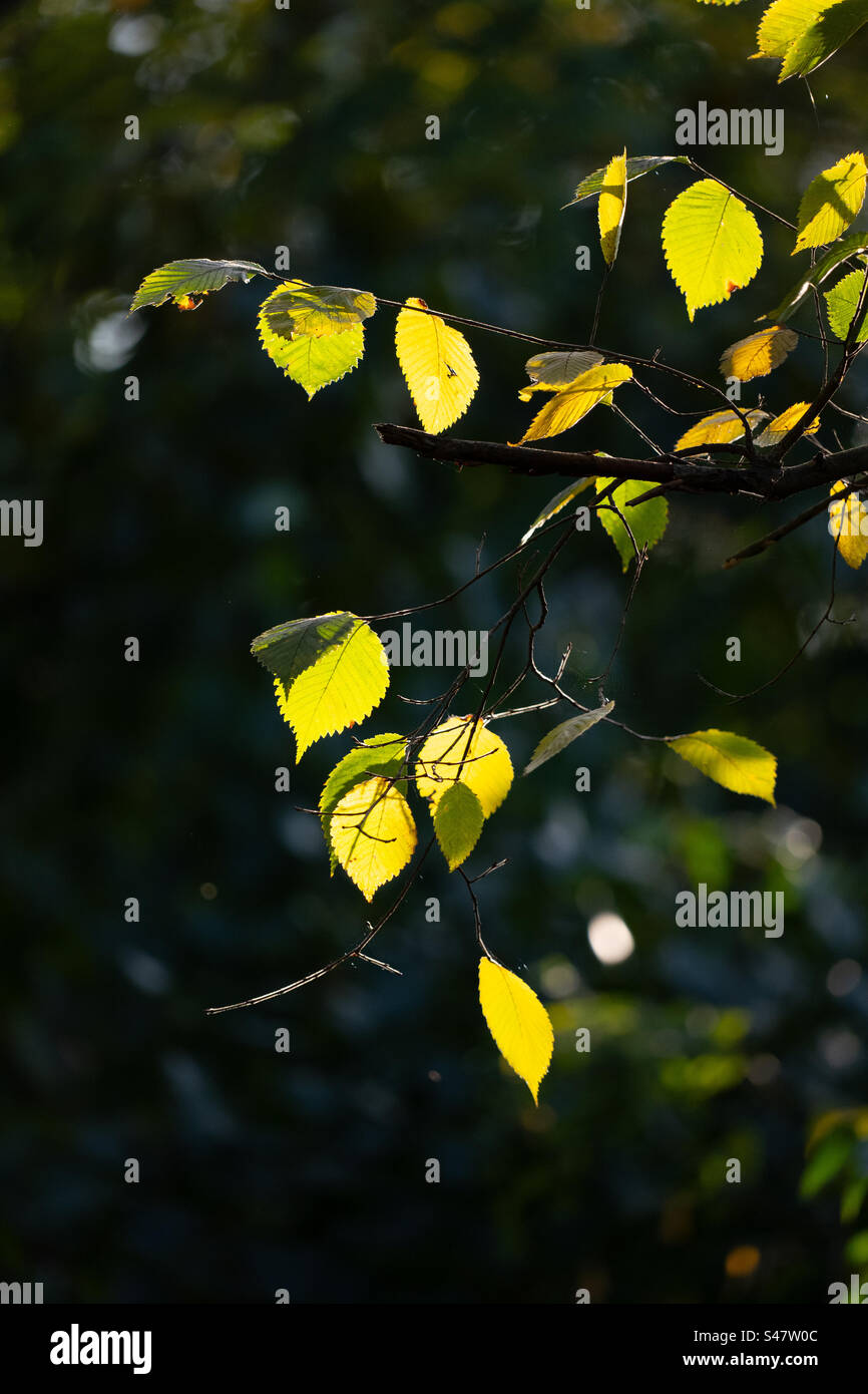 Herbstlaub. Durch Sonnenlicht beleuchtet - Smartphone-aufgenommenes Stockfoto