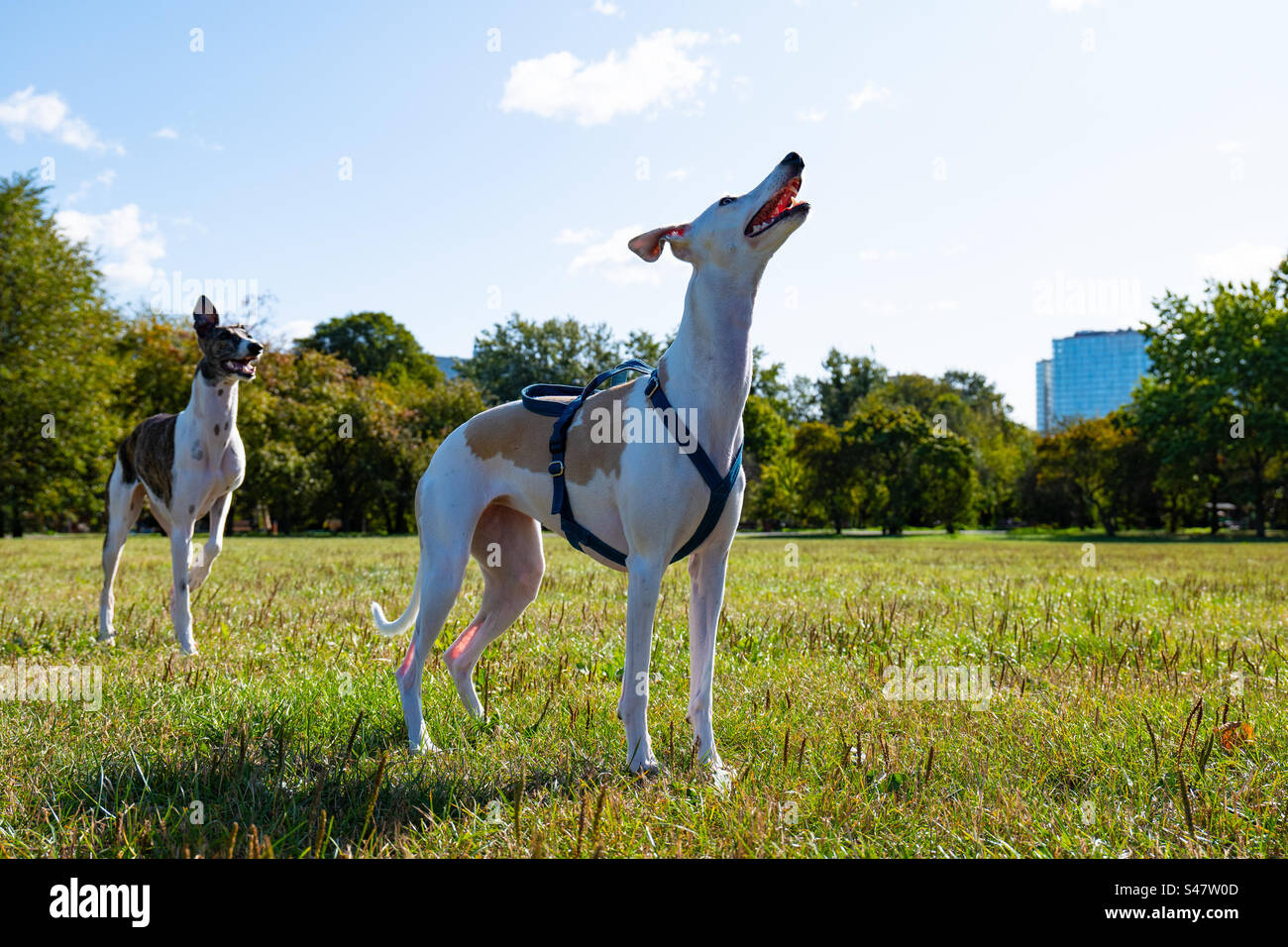 Zwei greyhound-Hunde auf einer Lichtung Stockfoto