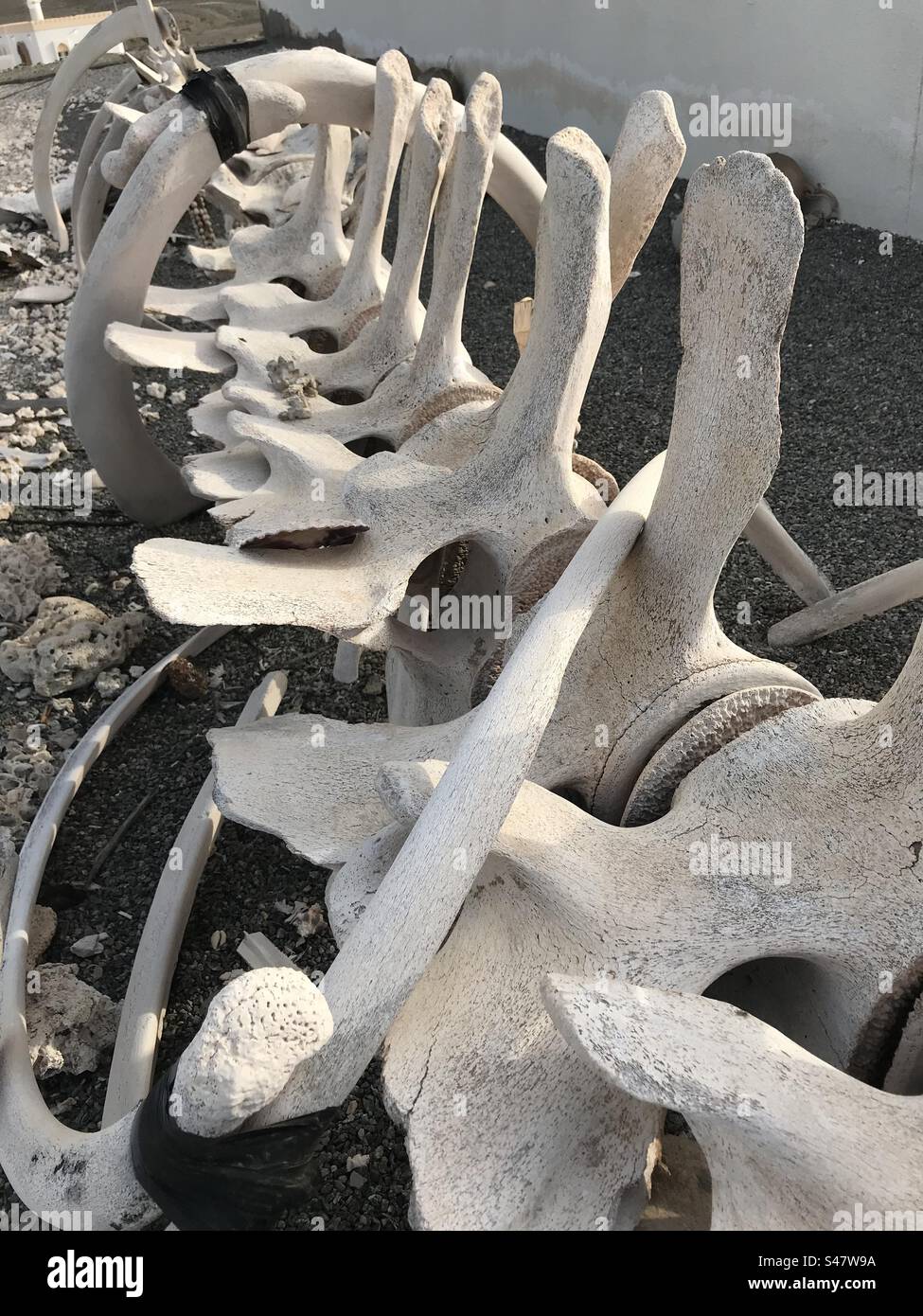 Ein großer Rücken: Eine Sammlung trockener Wirbeltiere eines Wals, Masirah Island, Oman - Smartphone-aufgenommenes Stockfoto