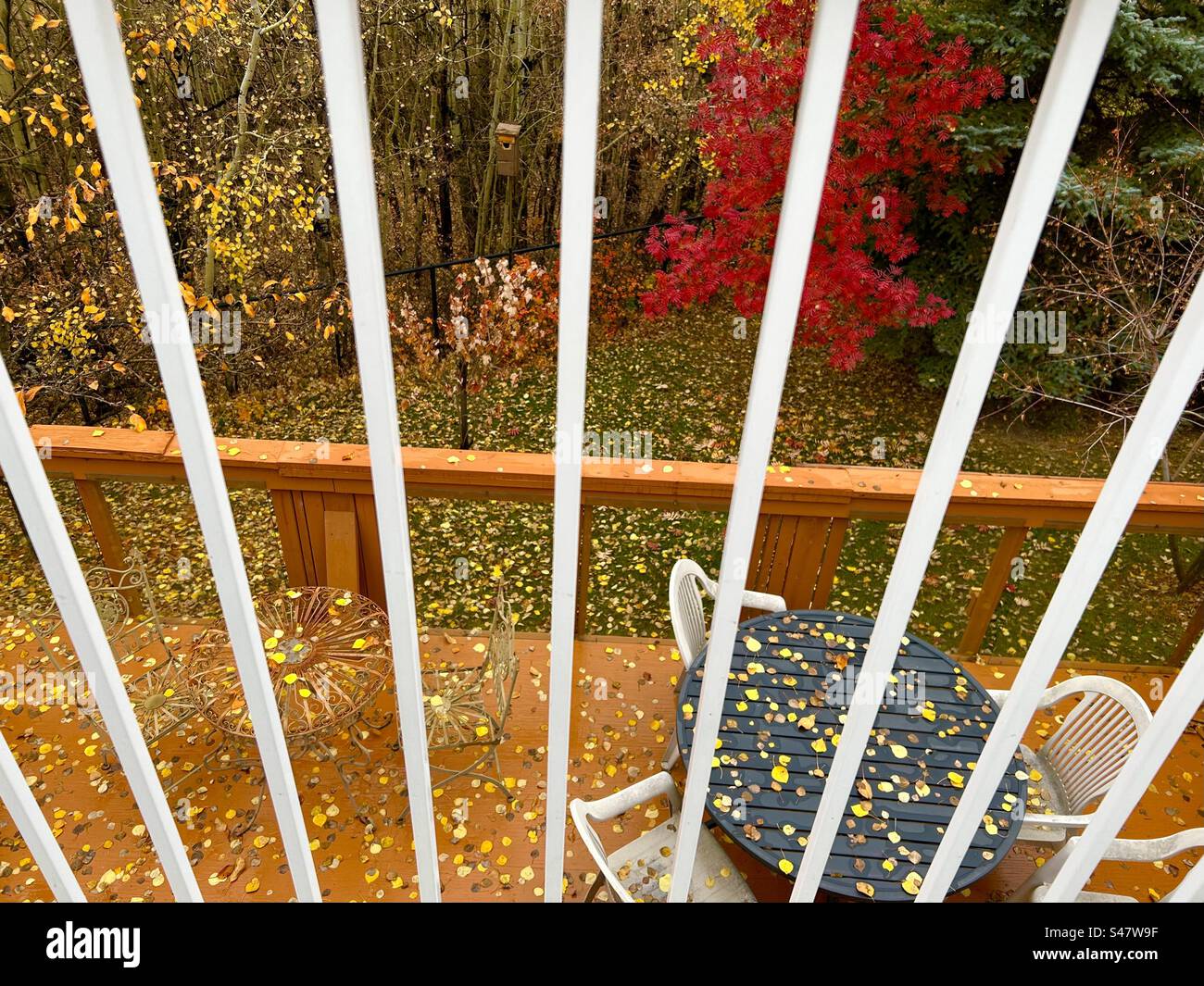 Foto im Hinterhof, Herbst in Alberta, Calgary, Kanada, Geländer, Eberesche, Evergreens, Aspen, gefallene Blätter - Smartphone-aufgenommenes Stockfoto