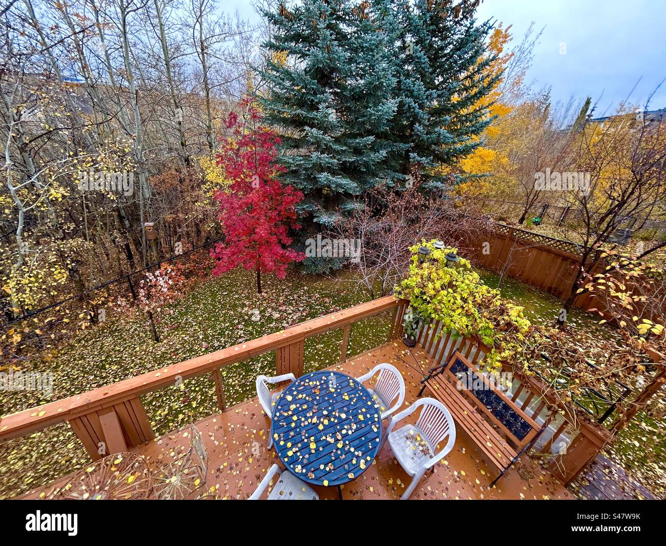 Foto im Hinterhof, Herbst in Alberta, Calgary, Kanada, Geländer, Eberesche, Evergreens, Aspen, gefallene Blätter - Smartphone-aufgenommenes Stockfoto