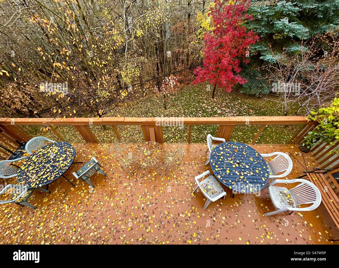 Foto im Hinterhof, Herbst in Alberta, Calgary, Kanada, Geländer, Eberesche, Evergreens, Aspen, gefallene Blätter - Smartphone-aufgenommenes Stockfoto