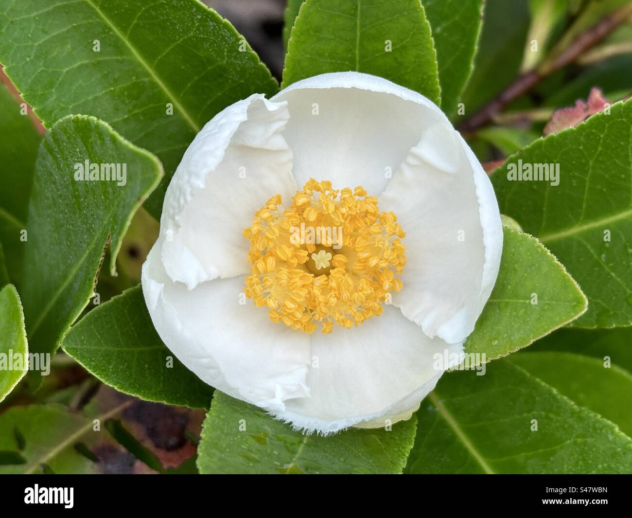 Eine Blume der Franklinia Alatamaha oder Franklin, die im Südosten der USA beheimatet ist. Stockfoto