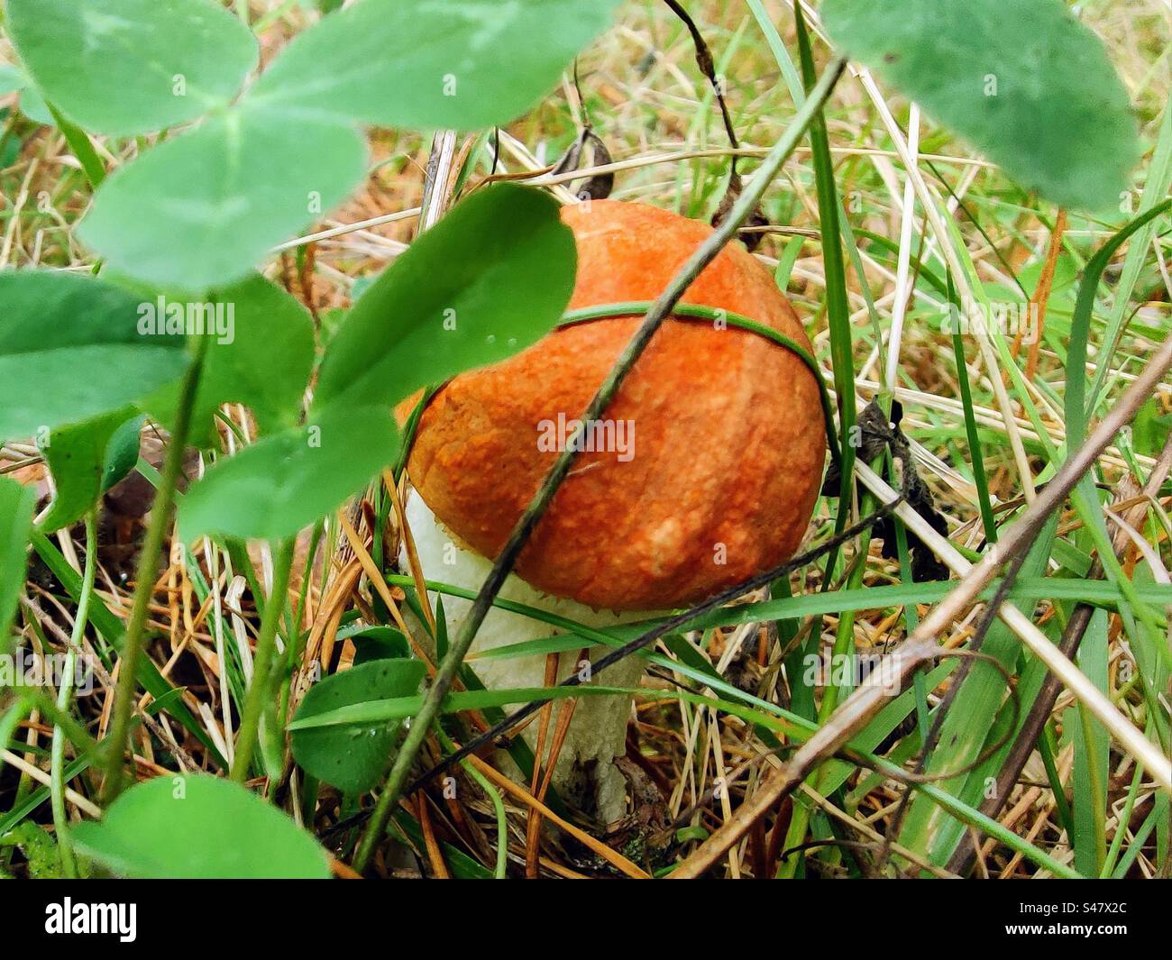 Einzelne junge Orangenmütze Leccinum aurantiacum Rotkappenstiel Birkenbolete Boletus Pilz versteckt sich zwischen Klee und anderen Grasmoospflanzen Stockfoto