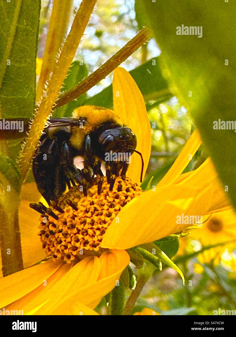 Bombus griseocollis ist eine Hummelart, die allgemein als die braune Hummel bekannt ist. Sie ist in den Vereinigten Staaten beheimatet, mit Ausnahme des Südwestens und einiger Provinzen von casa! - Smartphone-aufgenommenes Stockfoto