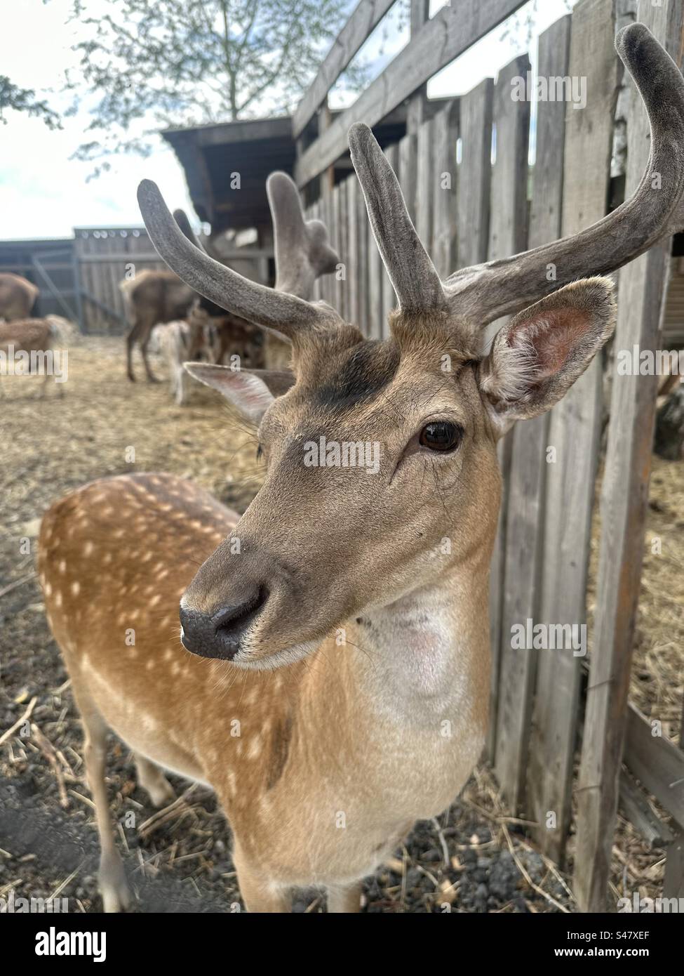 Junge Liebe Stockfoto