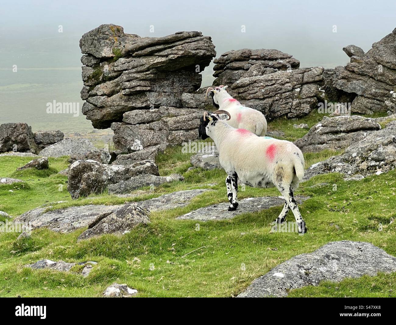 Wilde Schafe in Dartmoor durch felsige Torre an bewölktem Tag Stockfoto