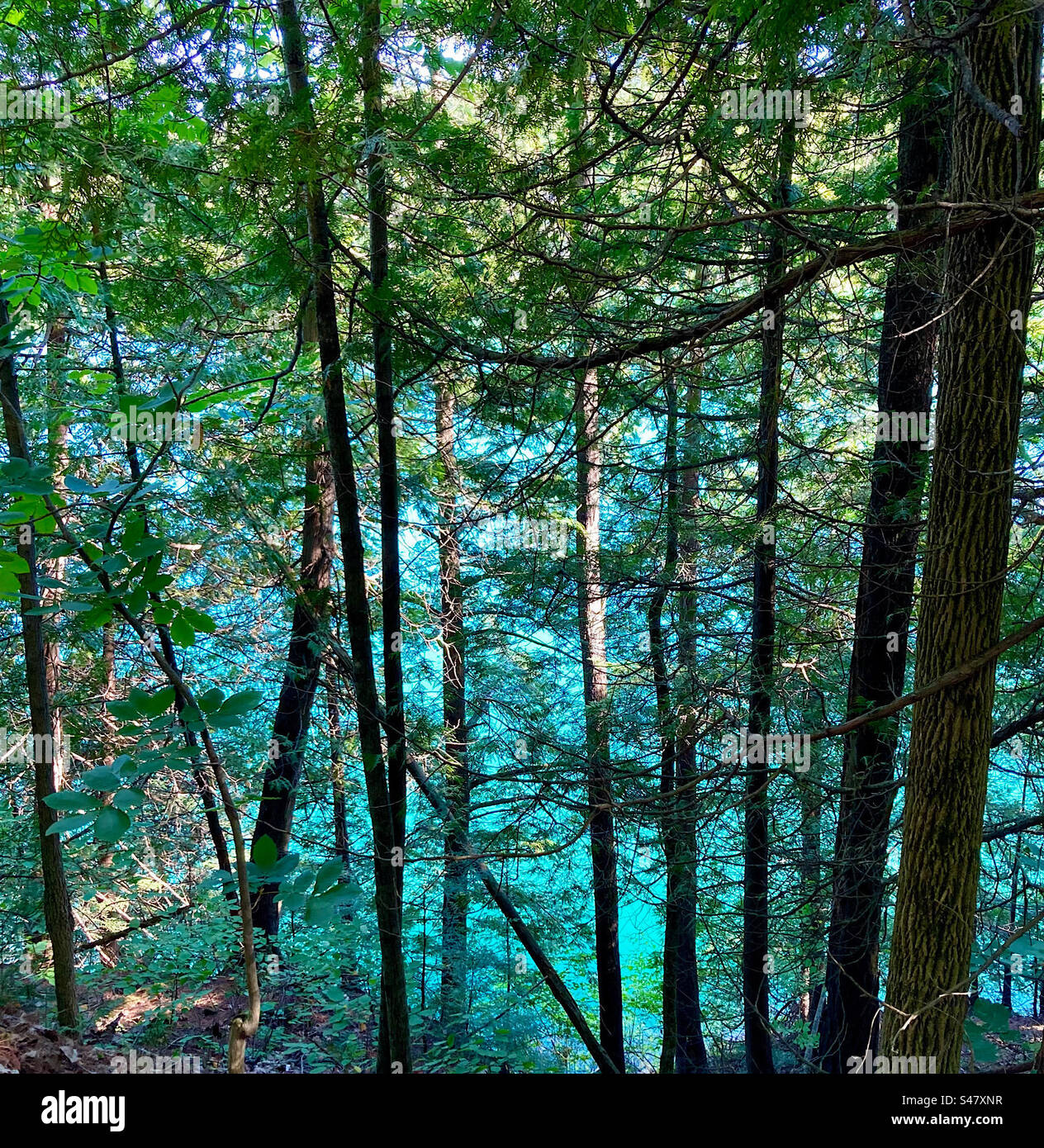 Pink Lake im Gatineau Park durch die Kiefern. Stockfoto