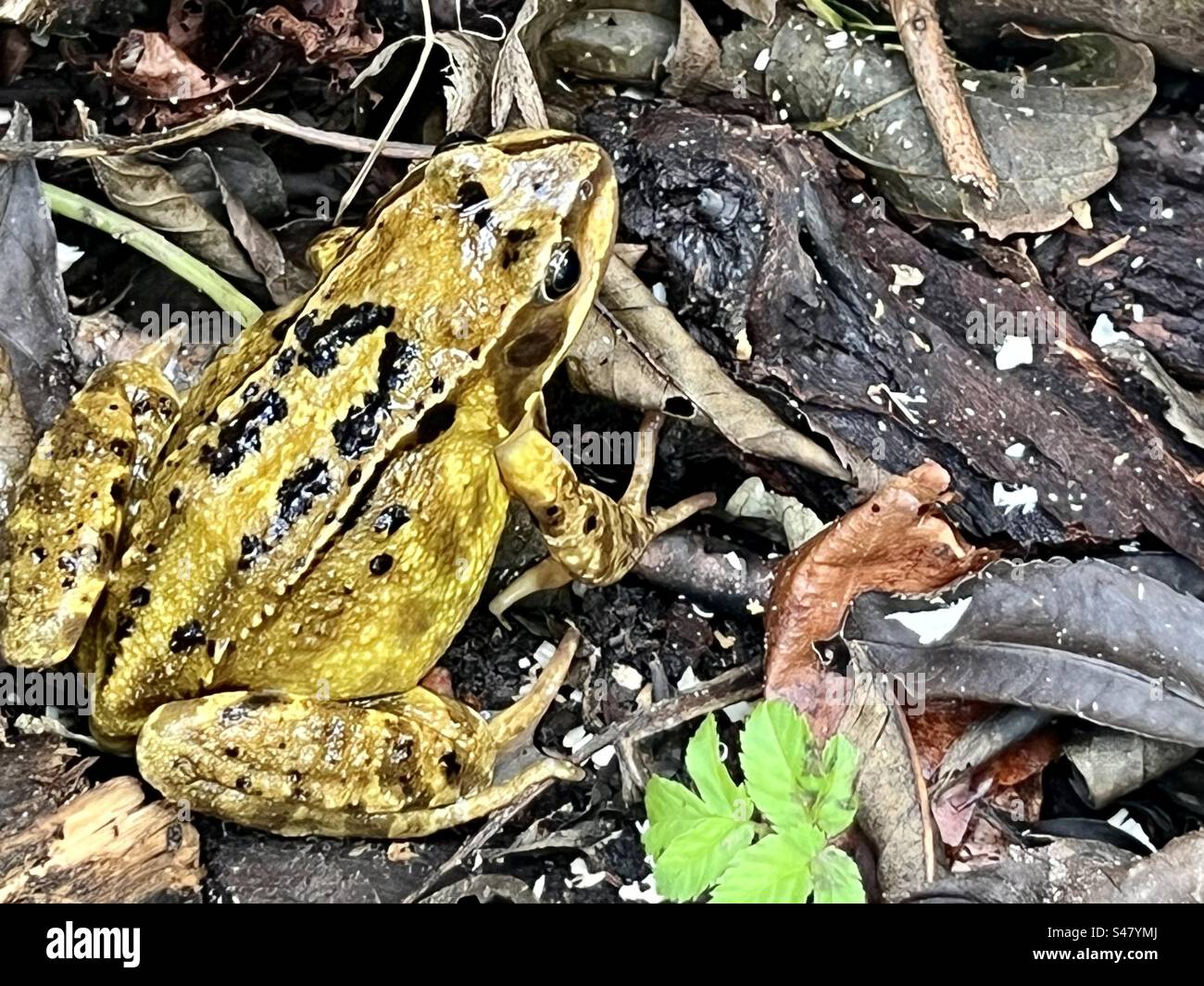 Gemeiner Frosch im Garten im Oktober - Smartphone-aufgenommenes Stockfoto