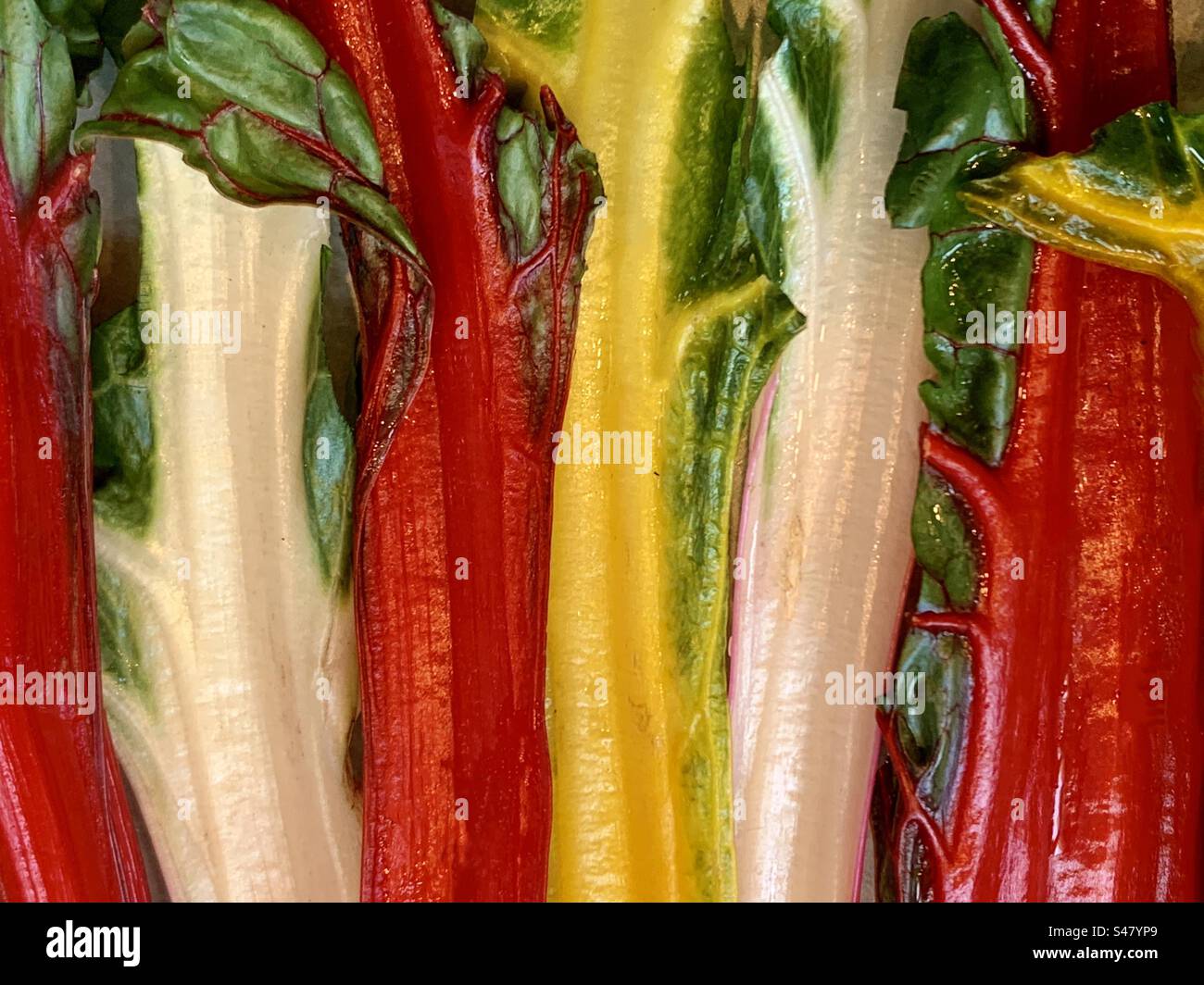 Bunte Mangold-Stangen werden zum Sautieren vorbereitet. Stockfoto