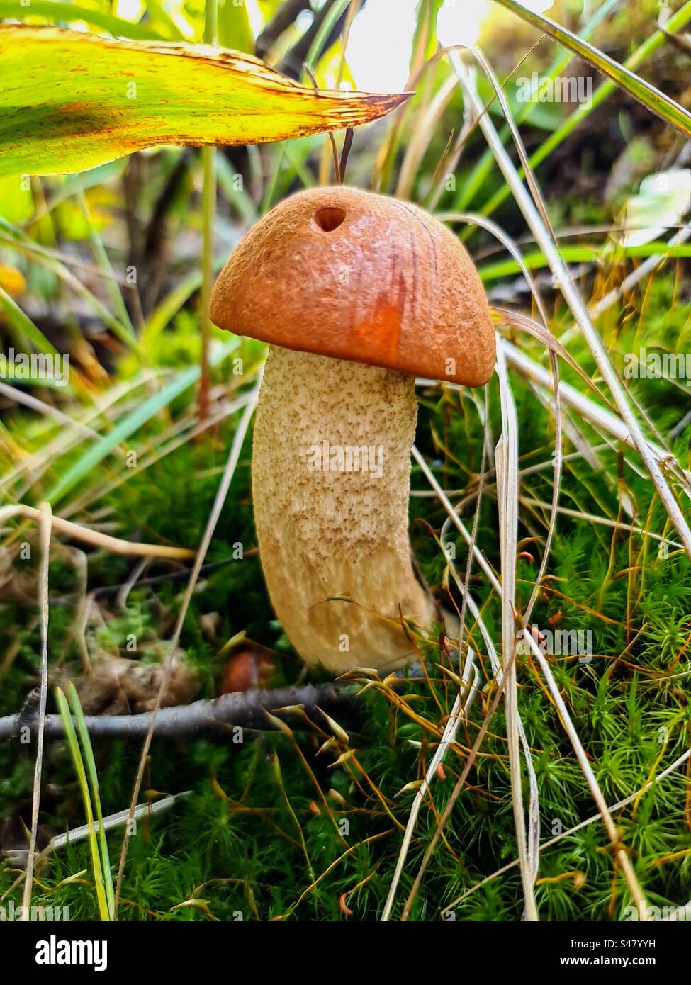 Einzelne junge Orangenmütze Leccinum aurantiacum Rotkappenstiel Birkenboletus Pilz versteckt sich zwischen trockenem Gras und Moos Stockfoto