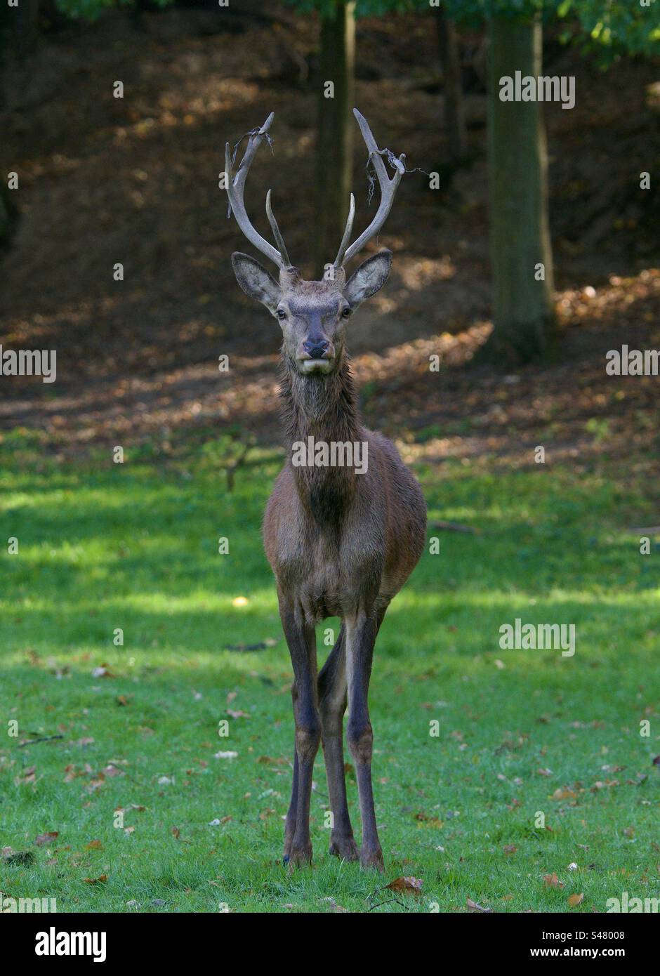 Wunderschöner Hirsch mit großen Geweihen Stockfoto