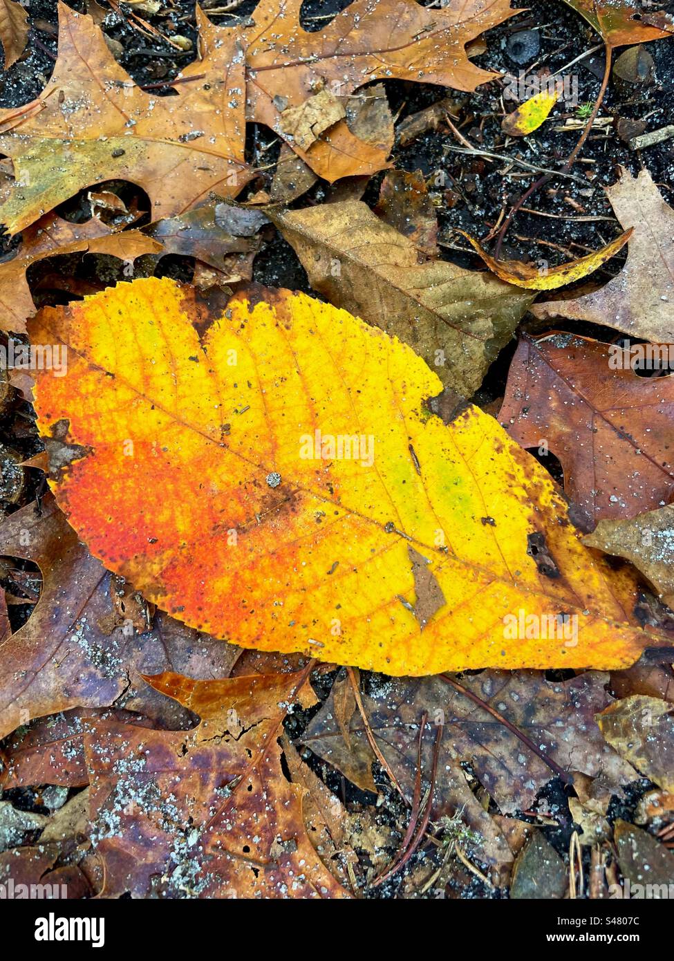 Herbst Blatt Stockfoto