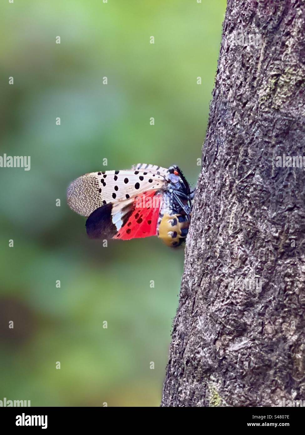 Laterne Schmetterling Stockfoto