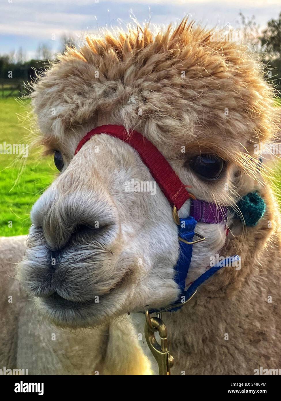 Huacaya Alpaca Porträt, mit Neckholder - Smartphone-aufgenommenes Stockfoto