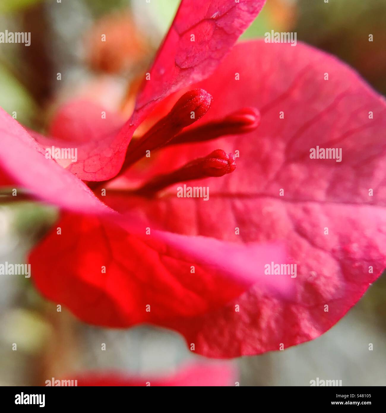 Bougainvillea Blüte Nahaufnahme - Smartphone-aufgenommenes Stockfoto