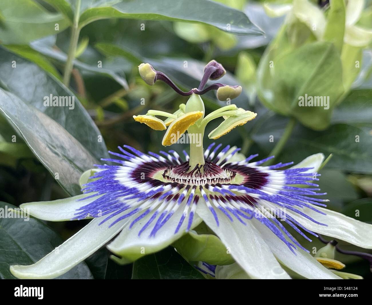 Passioflora (Passionsblume) Nahaufnahme von der Seite - Smartphone-aufgenommenes Stockfoto