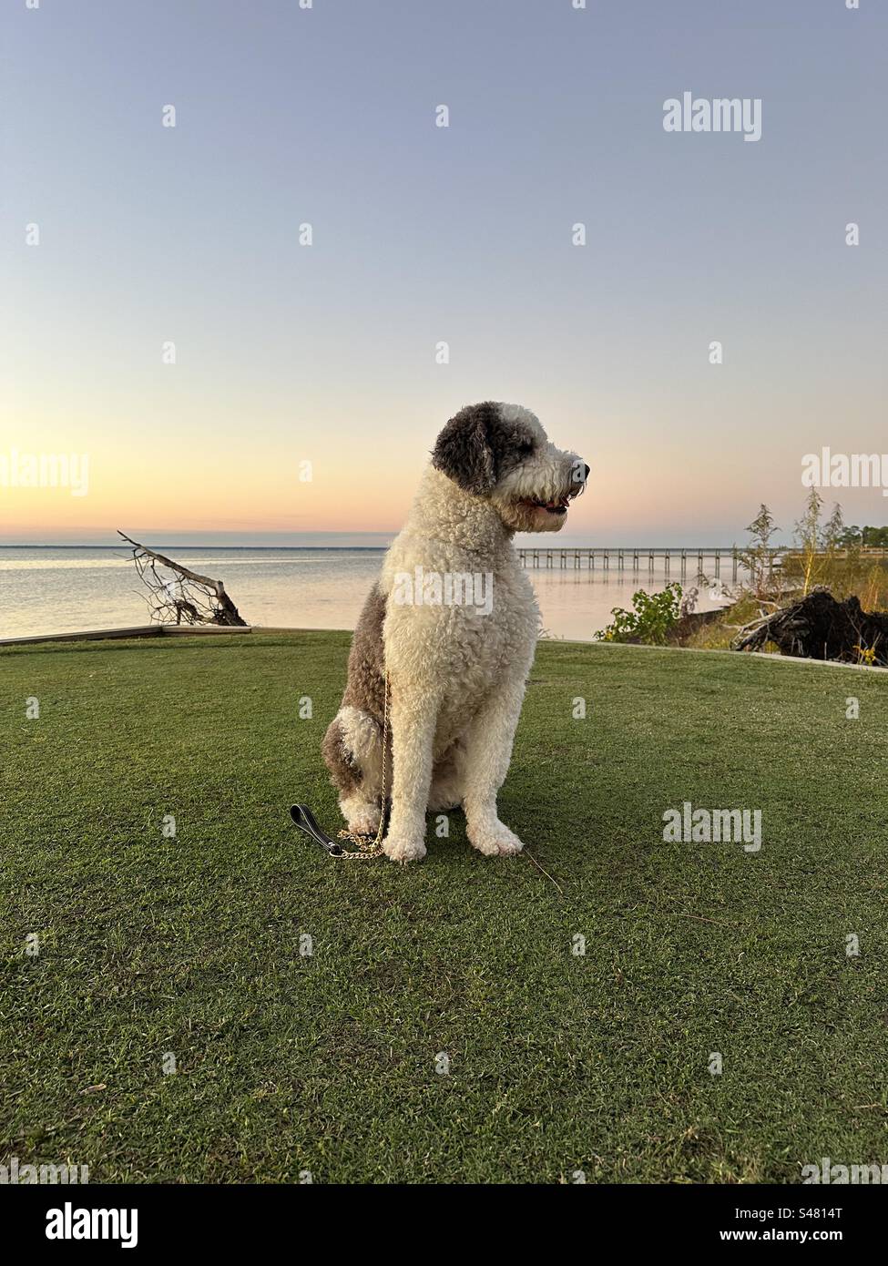 Schwarz-weißer Schäferhund mit Bucht Wasser Sonnenuntergang Himmel Hintergrund Stockfoto