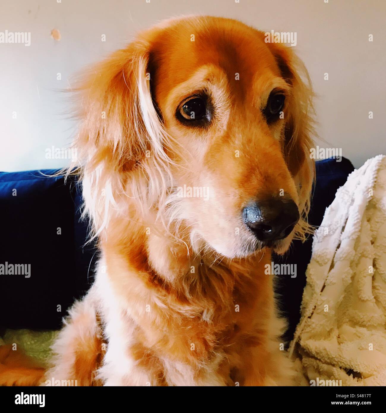 Porträt von einem Hund Stockfoto