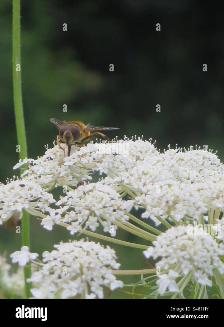 Biene auf Chervil - Smartphone-aufgenommenes Stockfoto