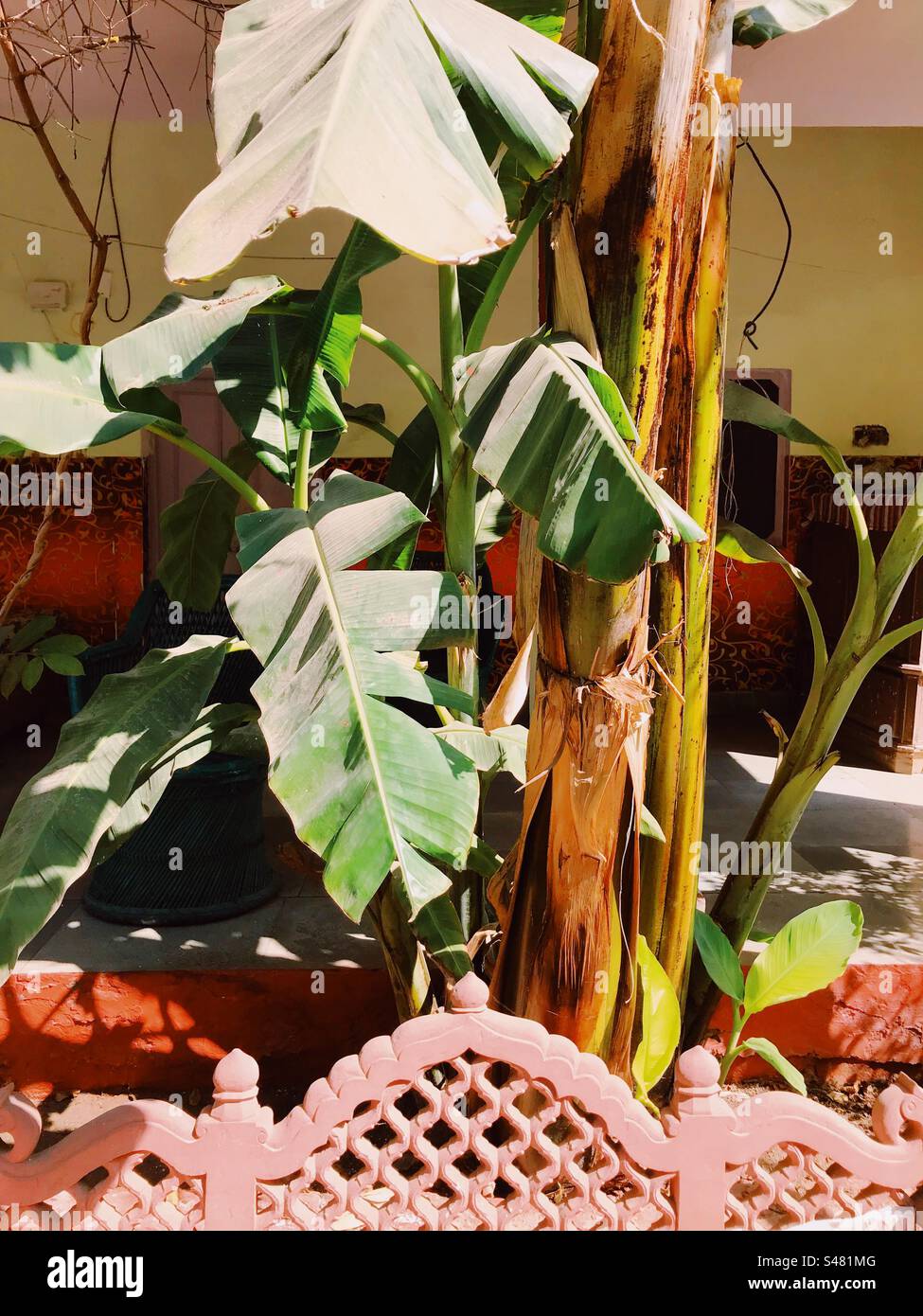 Bananenbaum im Innenhof des Hotels - Smartphone-aufgenommenes Stockfoto