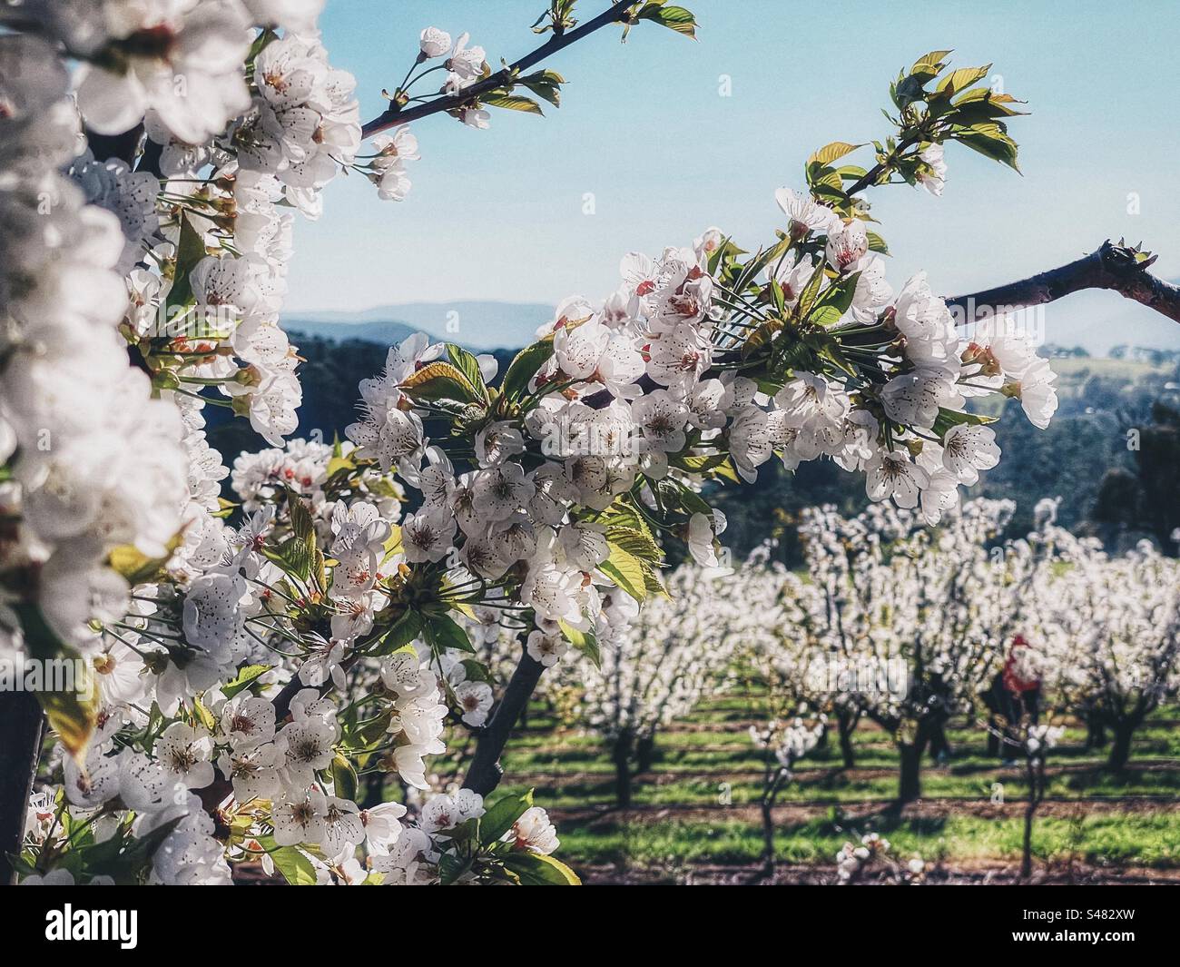 Nahaufnahme von weißen Kirschblüten auf Baumzweigen gegen Kirschbäume in Blüte, Bergketten und blauem Himmel im Frühling. Fokus auf den Vordergrund. - Smartphone-aufgenommenes Stockfoto