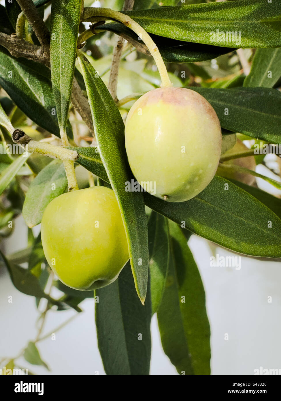Zwei Oliven wachsen auf einem Baum - Smartphone-aufgenommenes Stockfoto