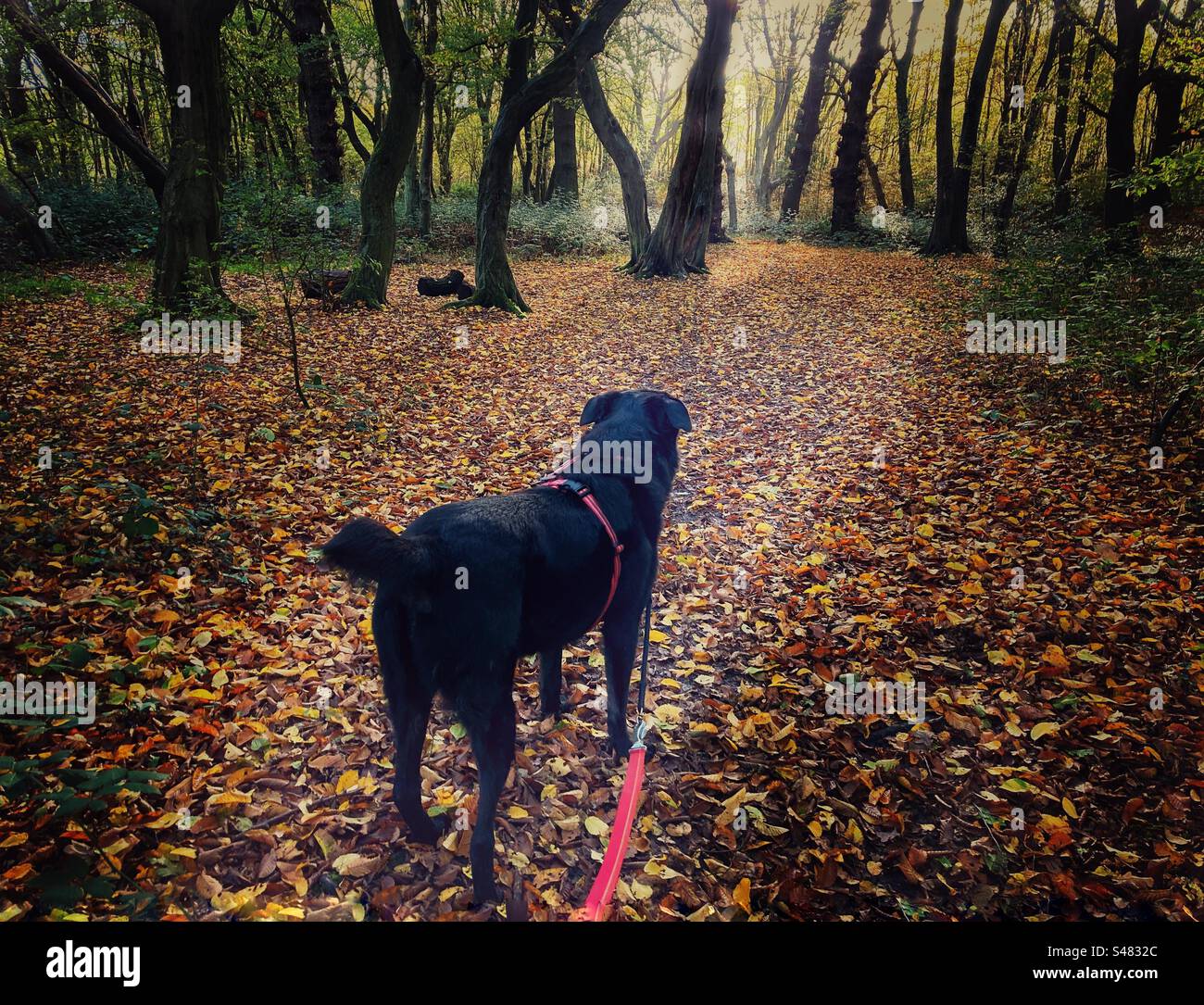 Ein schwarzer Hund, der im Herbst im Wald spaziert, wenn die Blätter fallen. Stockfoto