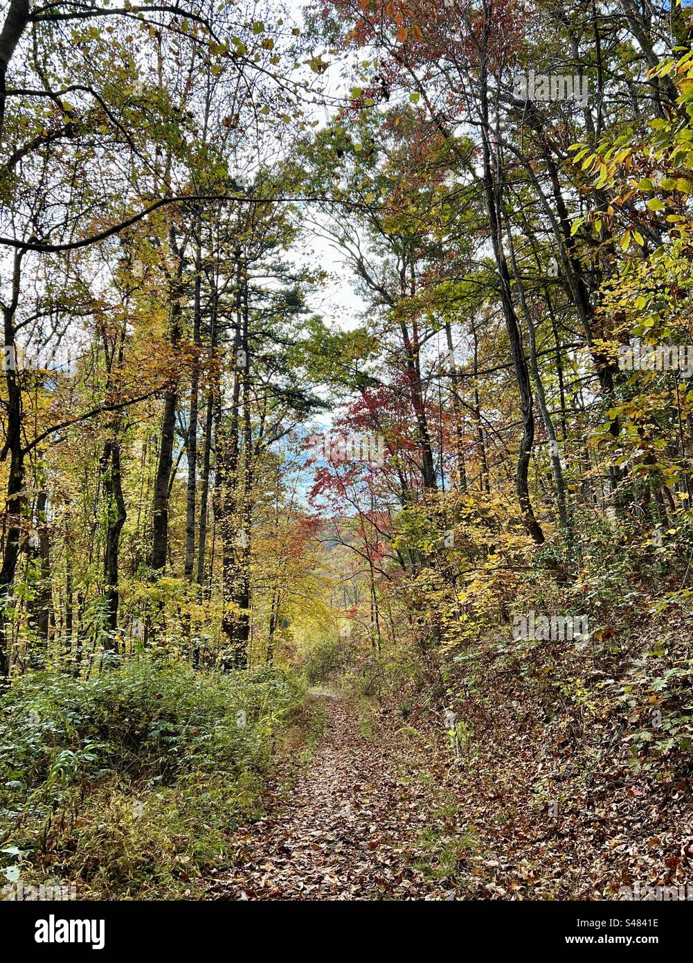 Herbstwanderung in der Nähe von Asheville mit Herbstlaub. Stockfoto