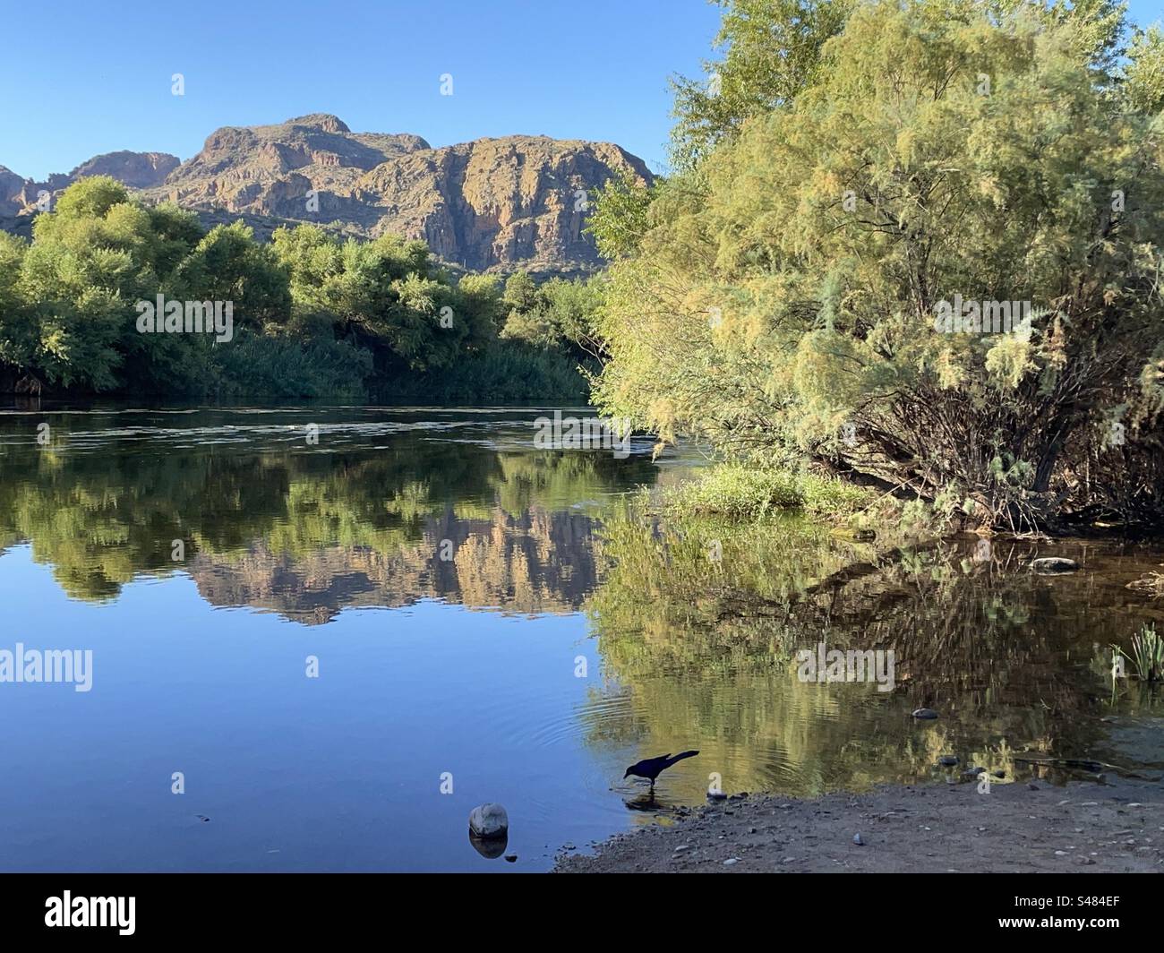 Salt River Reflections, Superstition Mountains, goldene Herbstfarben, Grackle, strahlend blauer Himmel, Tonto National Forest, North Water Users Circle, Mesa, Arizona Stockfoto