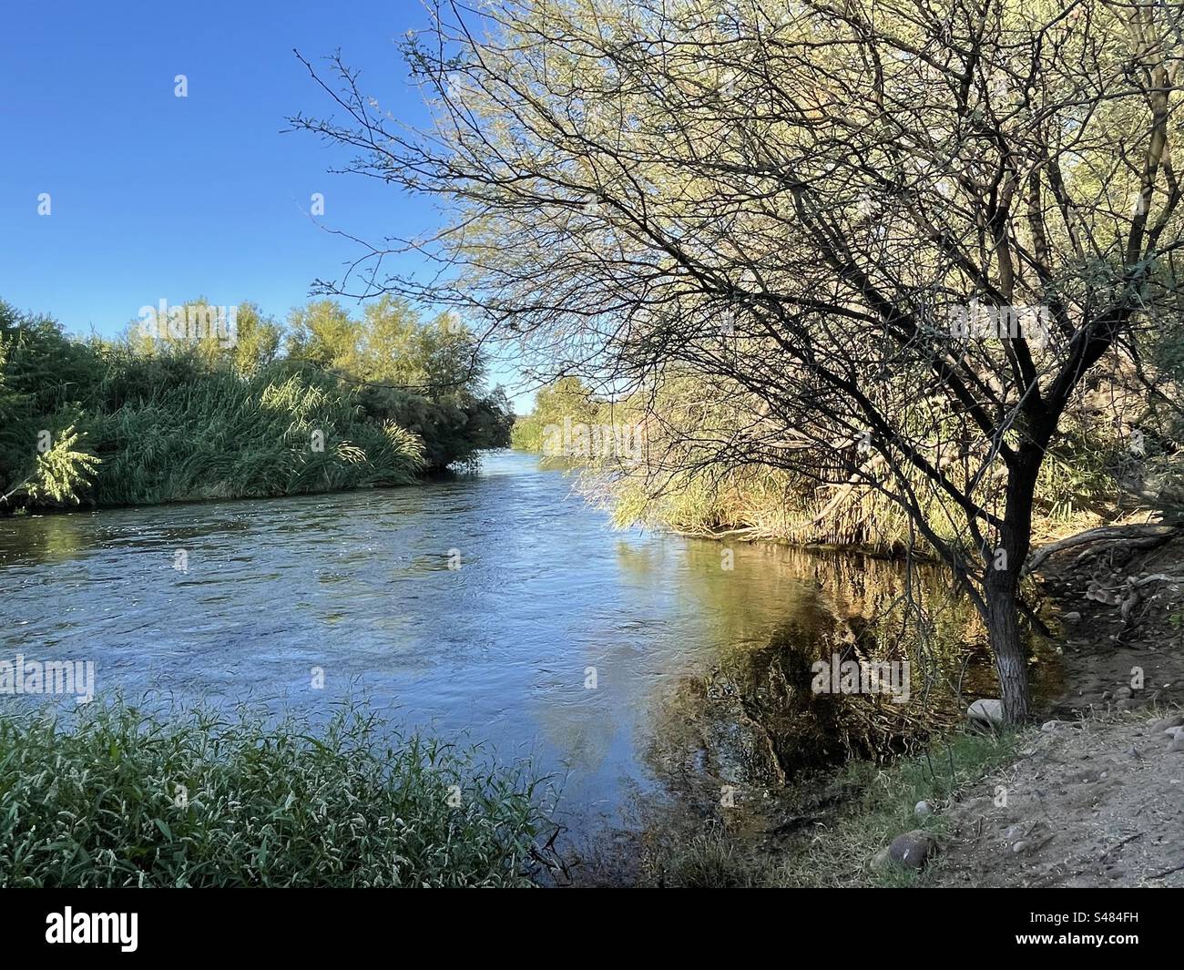 Salt River Wanderweg, goldene Herbstblätter, strahlend blauer Himmel, Tonto National Forest, North Water Users Circle, Mesa, Arizona Stockfoto