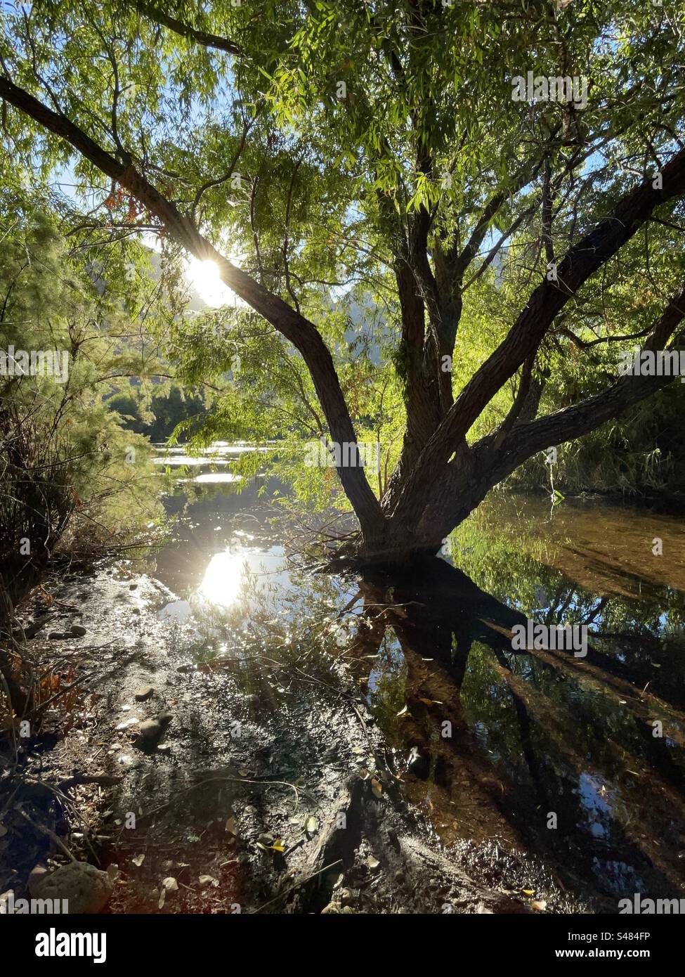 Salt River Wanderweg, hinterleuchtete Blätter von Bäumen, die sich im flachen Wasser spiegeln, Tonto National Forest, North Water Users Circle, Mesa, Arizona Stockfoto