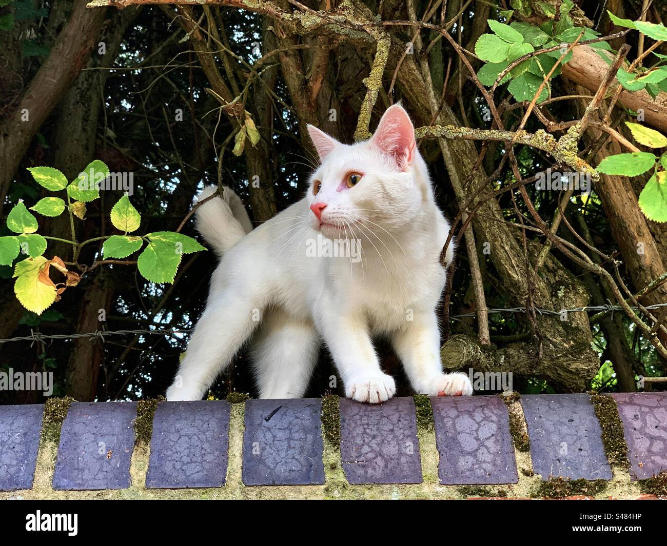 Weiße Katze Stockfoto