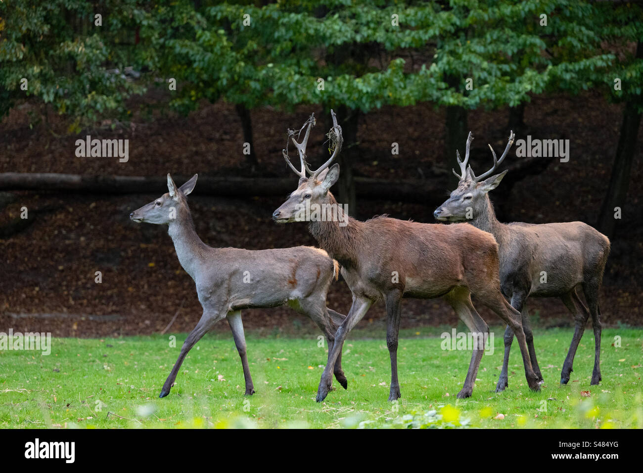 Tiergruppe, Hirsch - Smartphone-aufgenommenes Stockfoto