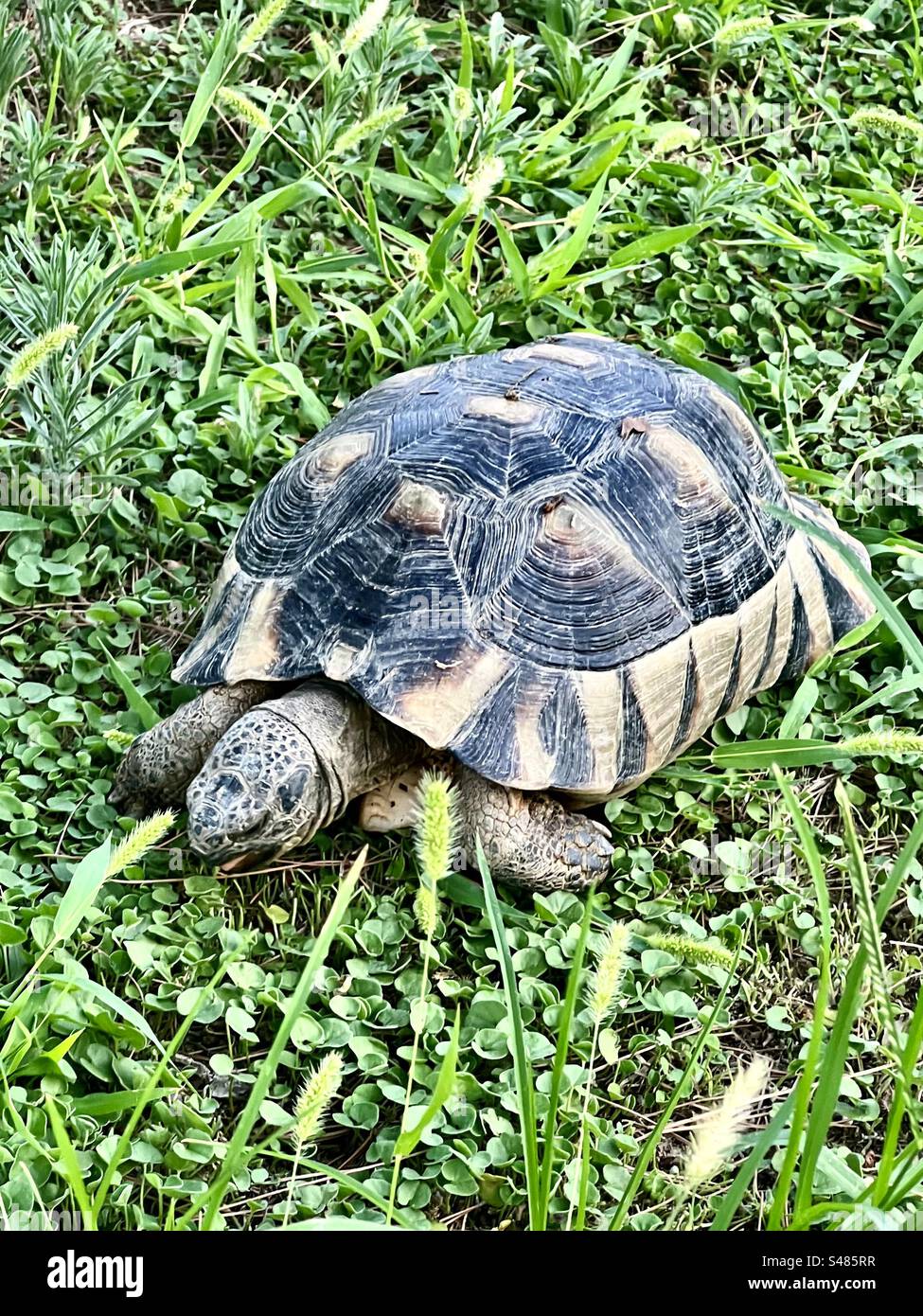 Diese Schildkröten, die auf Gras fressen, bewegen sich frei und leben frei auf der archäologischen Stätte des antiken Friedhofs Kerameikos in Athen, Griechenland. - Smartphone-aufgenommenes Stockfoto