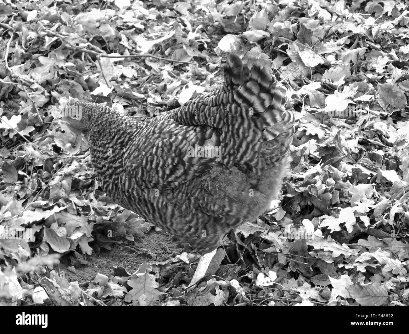 Grau gesprenkeltes weibliches Huhn über Blättern. Alle Metatags oder Metadaten-Metadaten befinden sich in der hochgeladenen Originalfotografie Stockfoto